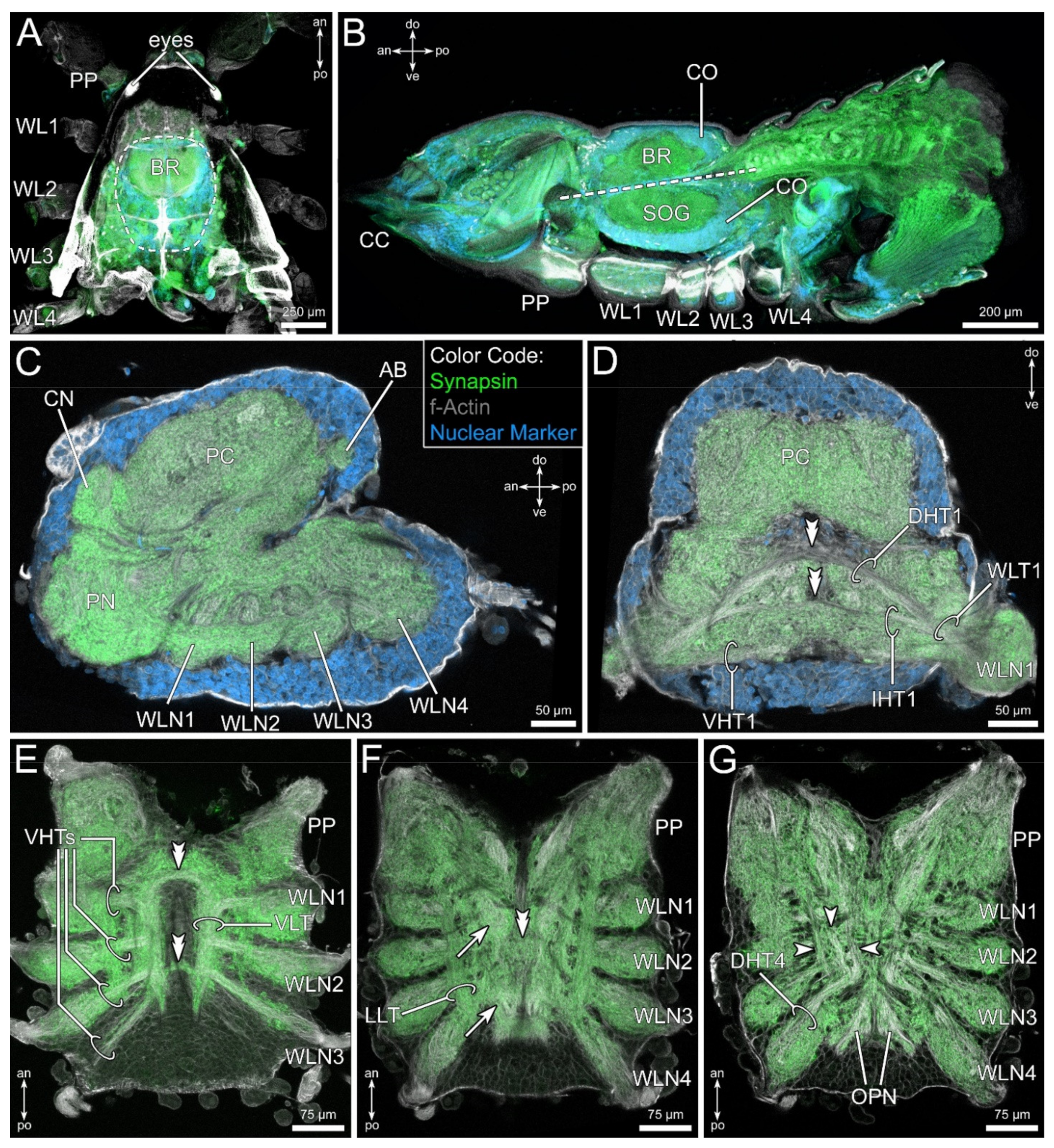Insects 13 00025 g002