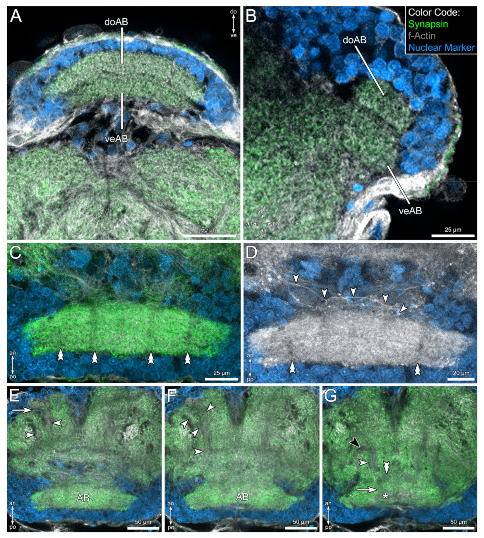 Insects 13 00025 g003