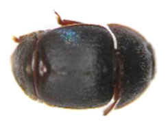 Insects 13 00033 i001