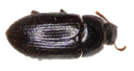 Insects 13 00033 i003