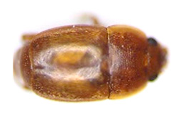 Insects 13 00033 i004