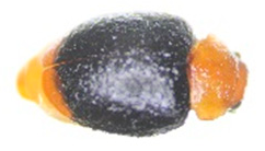 Insects 13 00033 i005