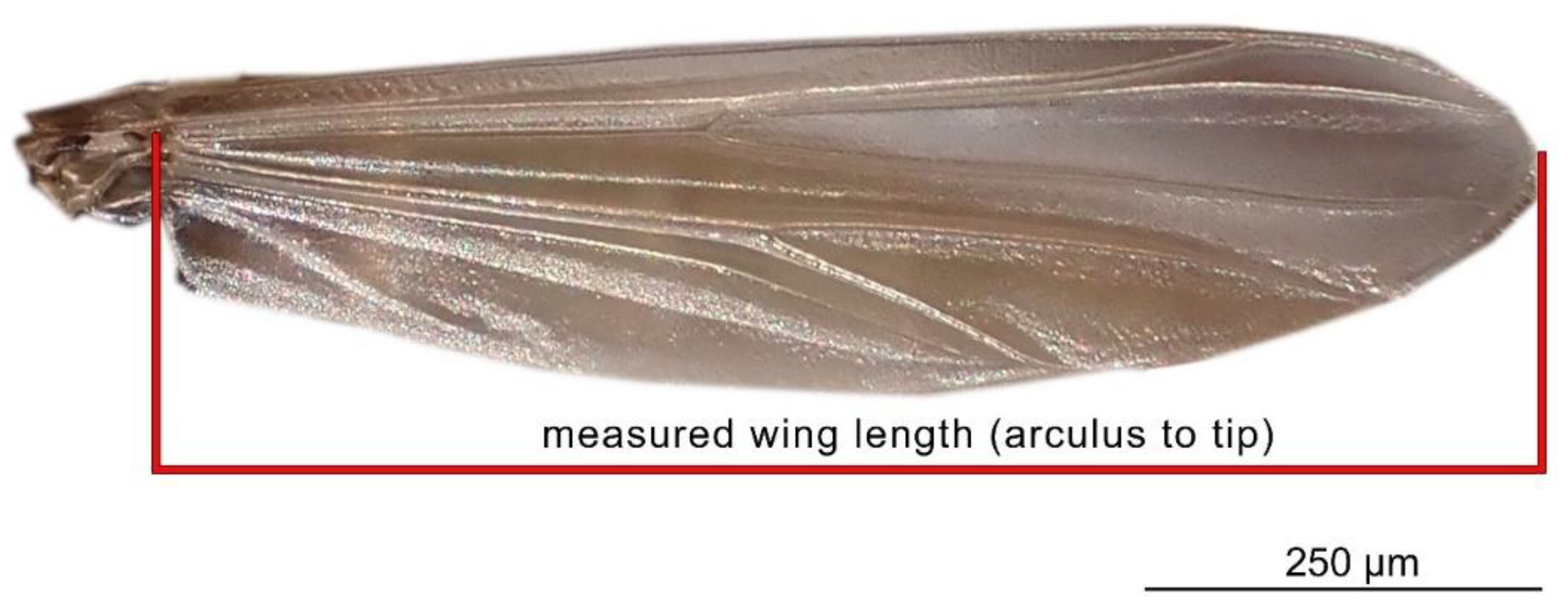 Insects 13 00034 g001