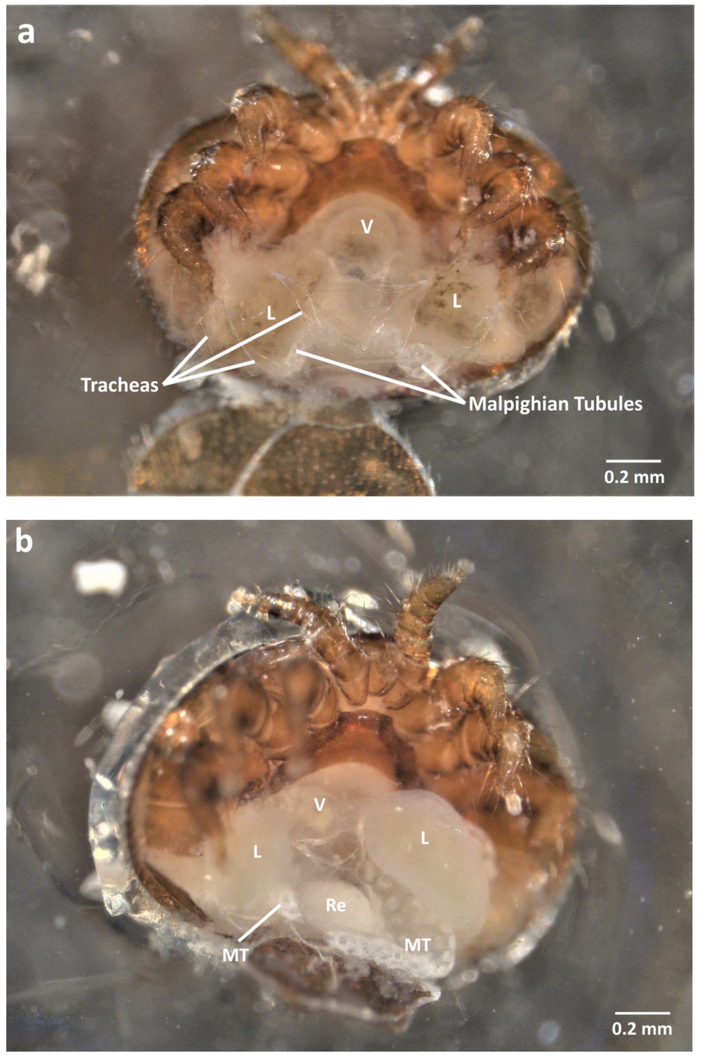 Insects 13 00037 g002a