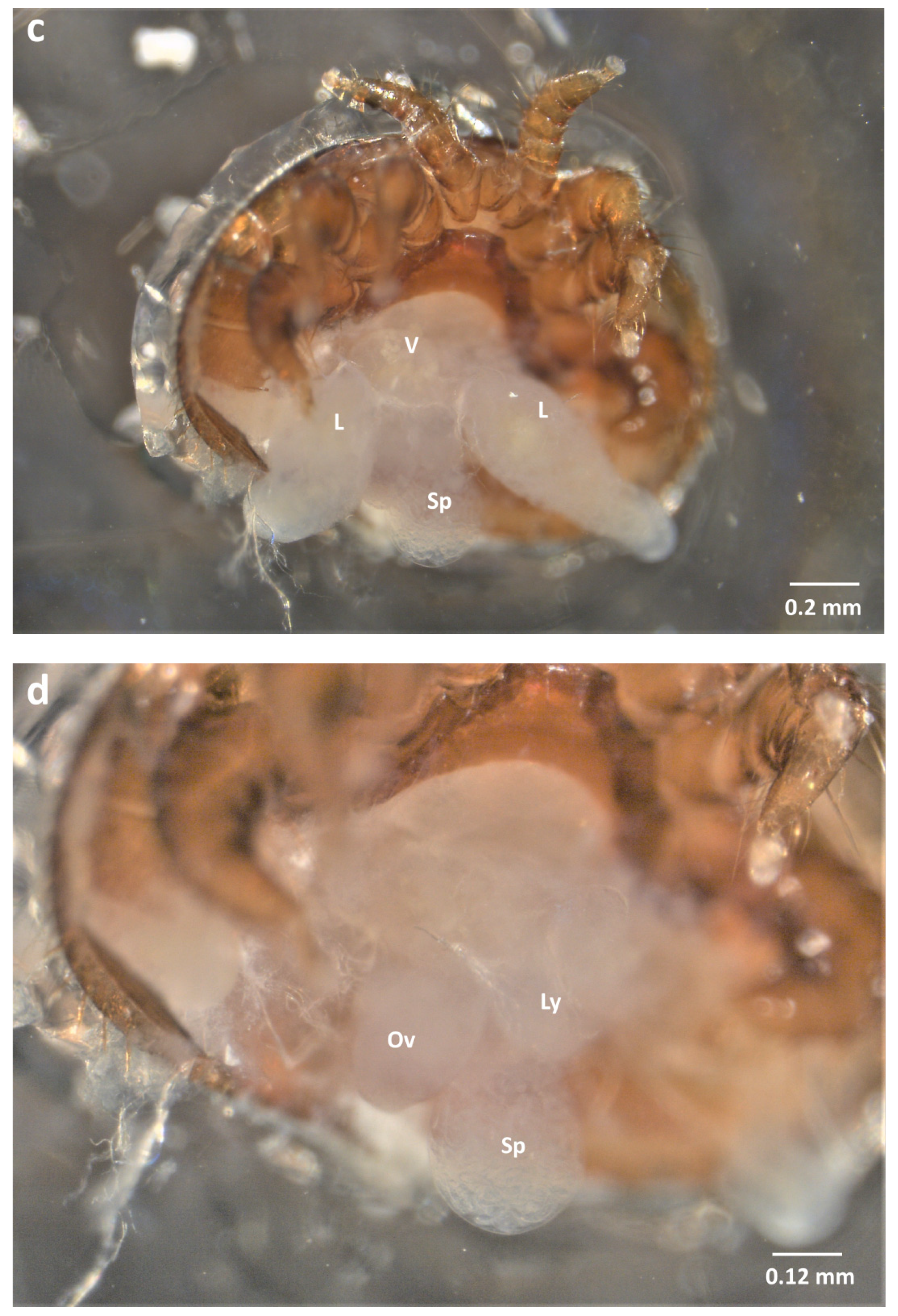 Insects 13 00037 g002b