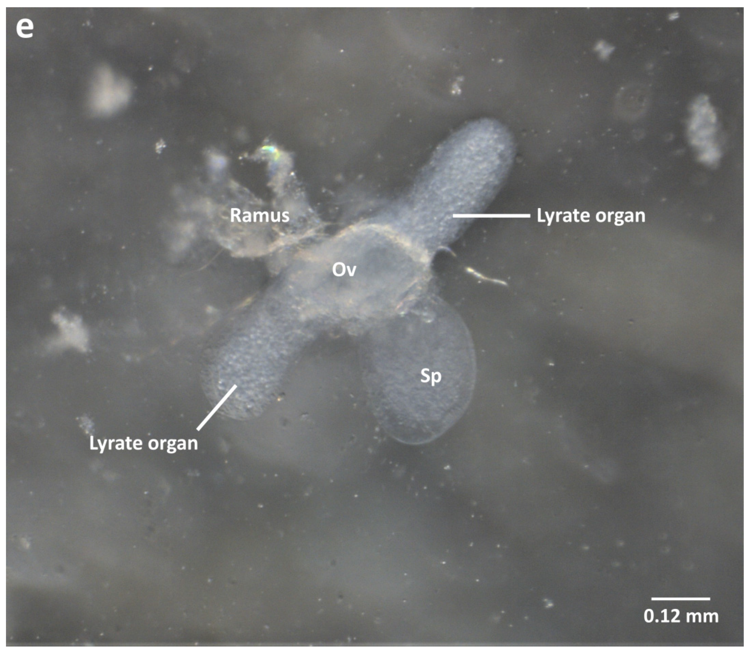 Insects 13 00037 g002c