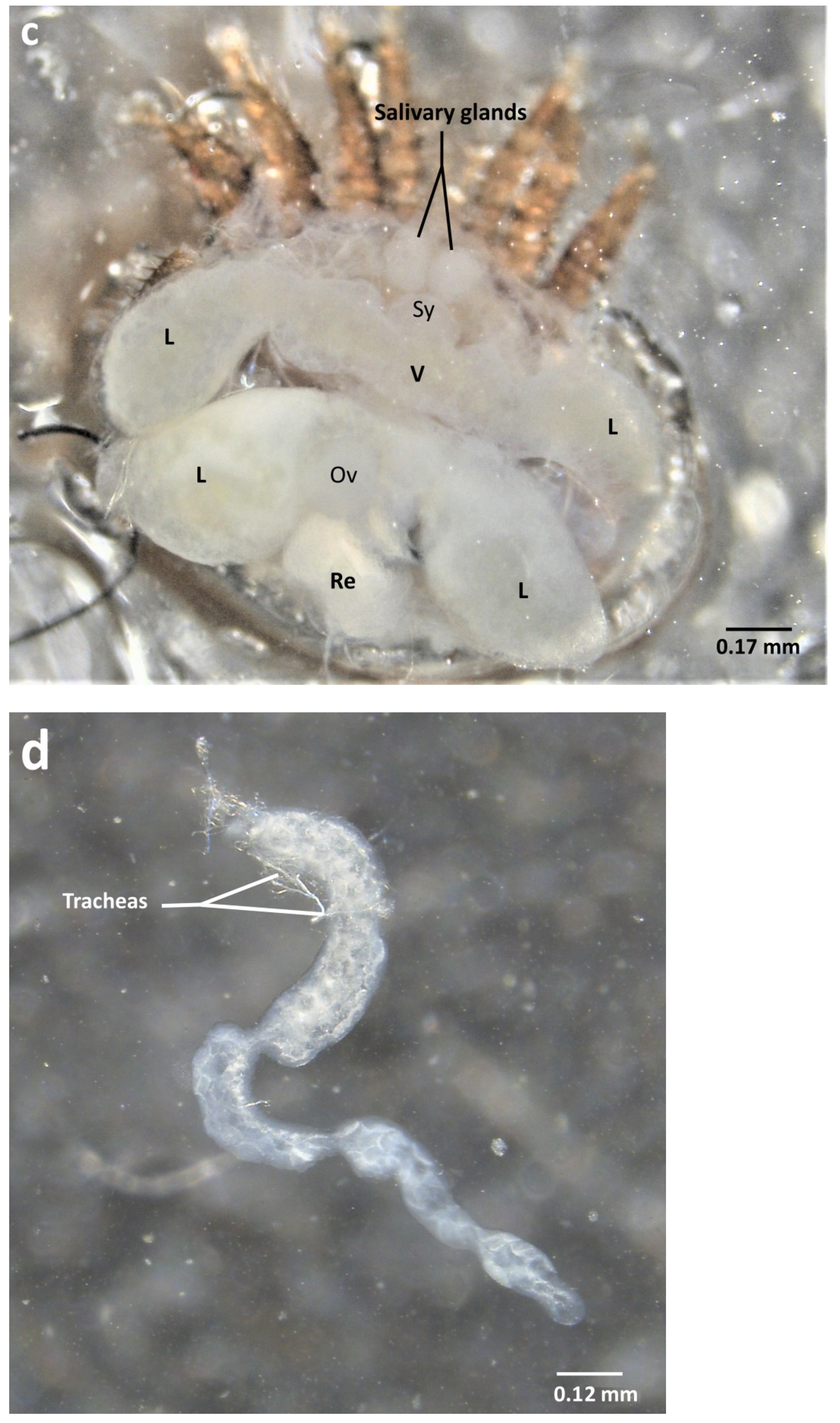 Insects 13 00037 g004b