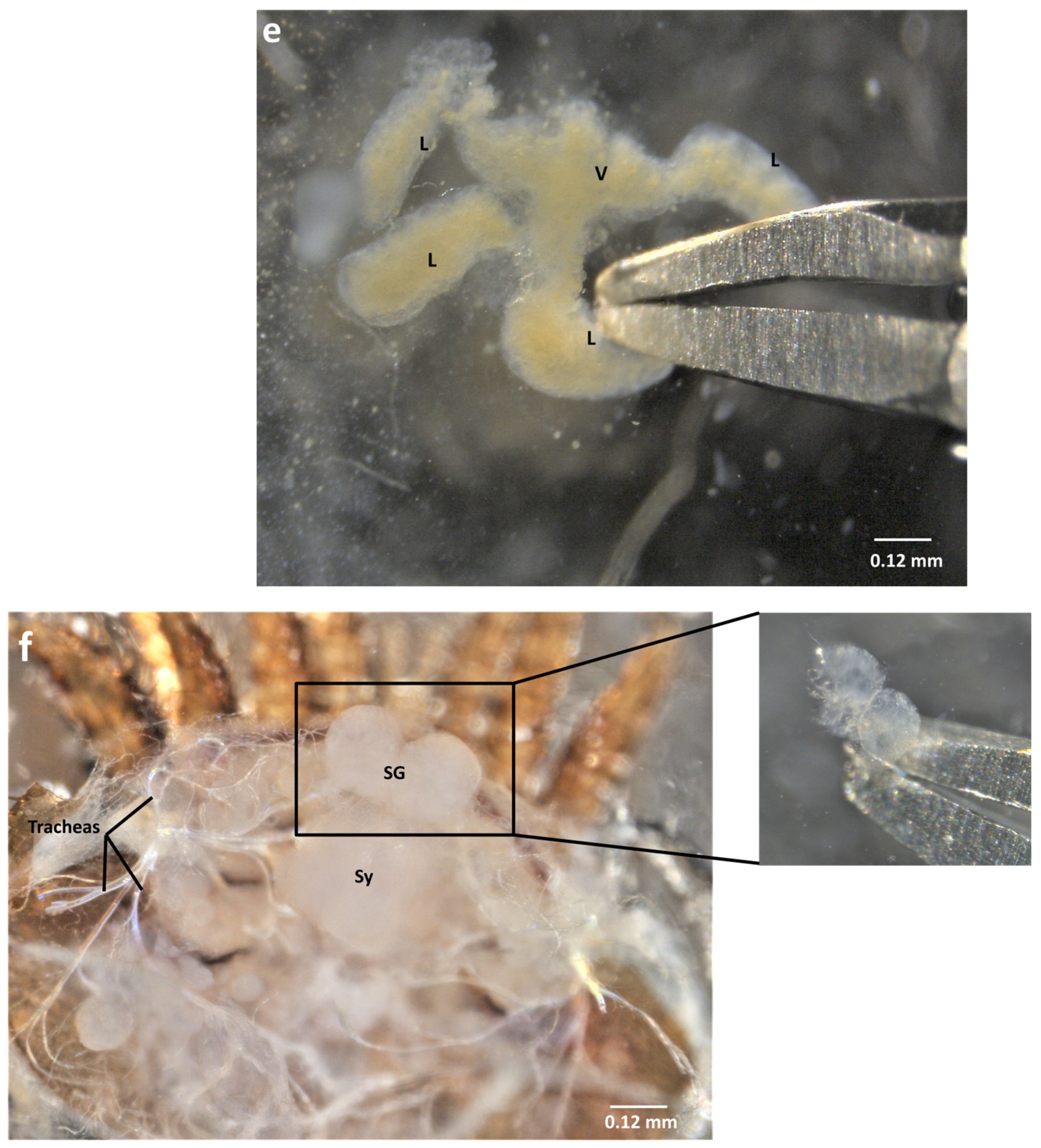 Insects 13 00037 g004c