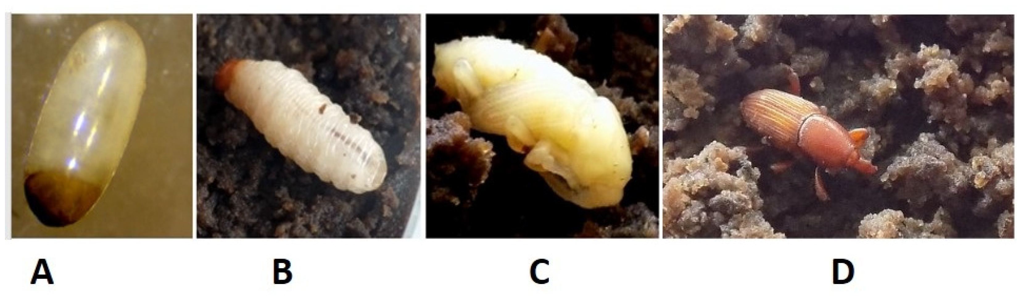 Insects 13 00040 g001a