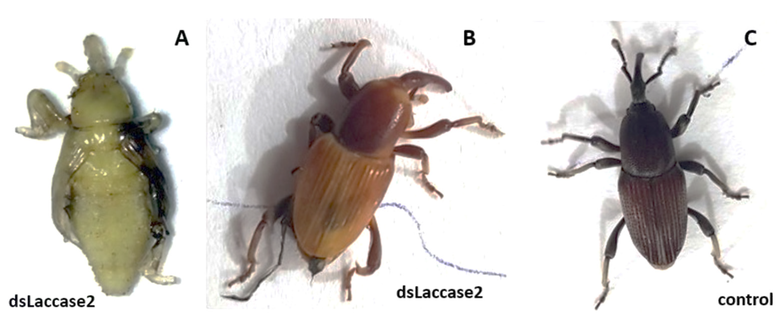 Insects 13 00040 g002