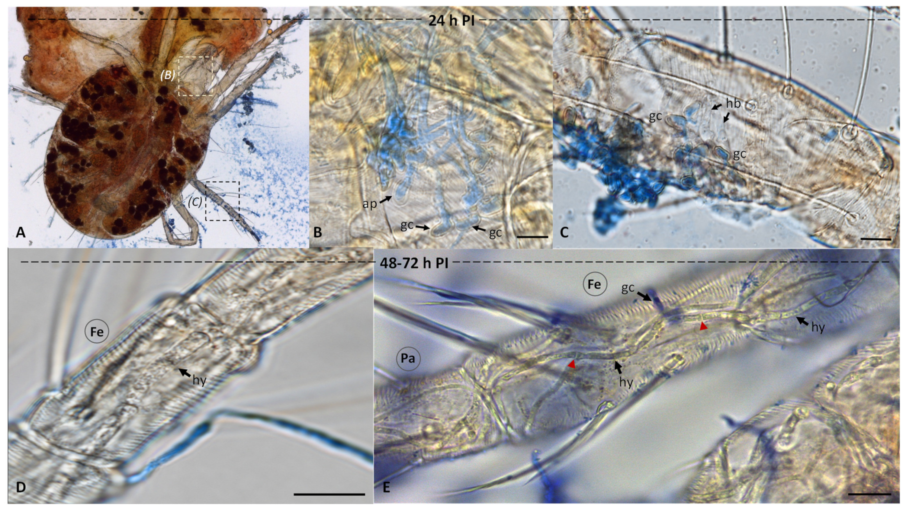 Insects 13 00042 g001 Insects 13 00042 g001