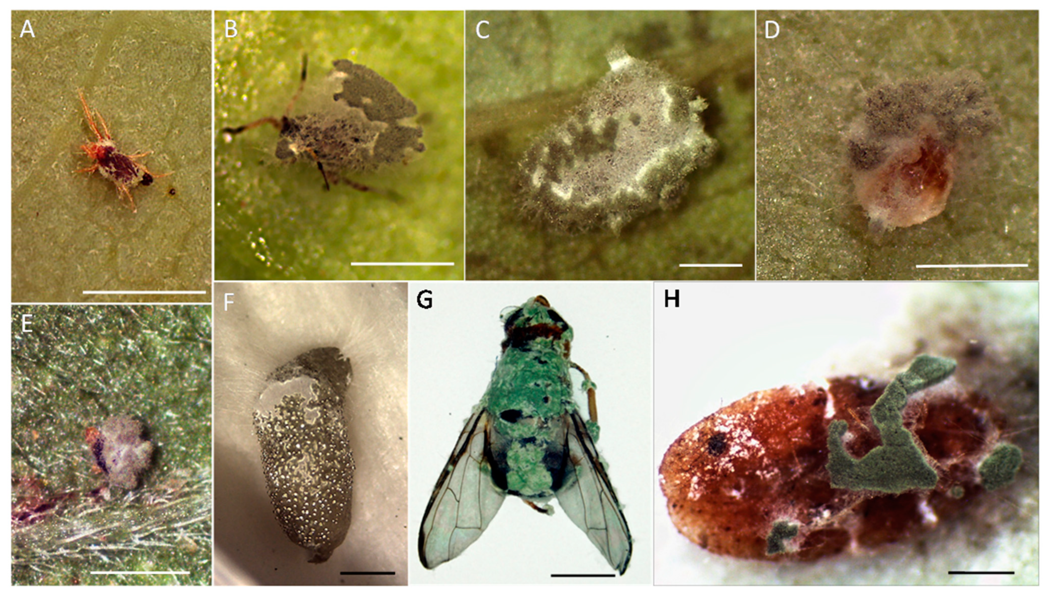 Insects 13 00042 g008 Insects 13 00042 g008