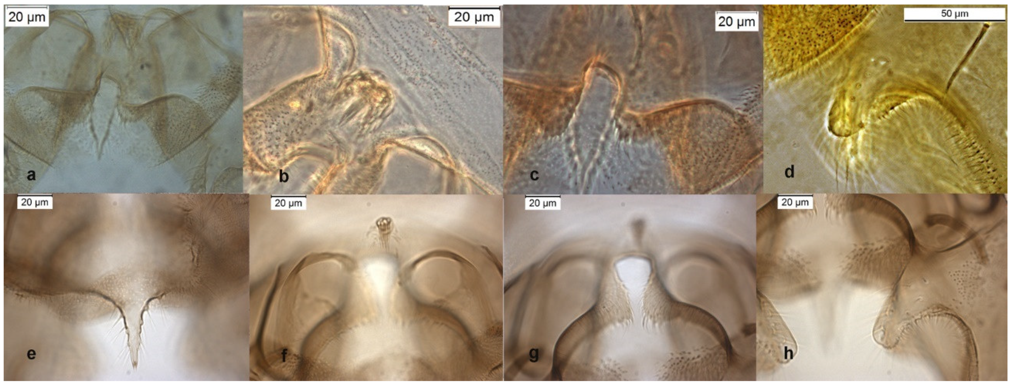Insects 13 00051 g004 Insects 13 00051 g004
