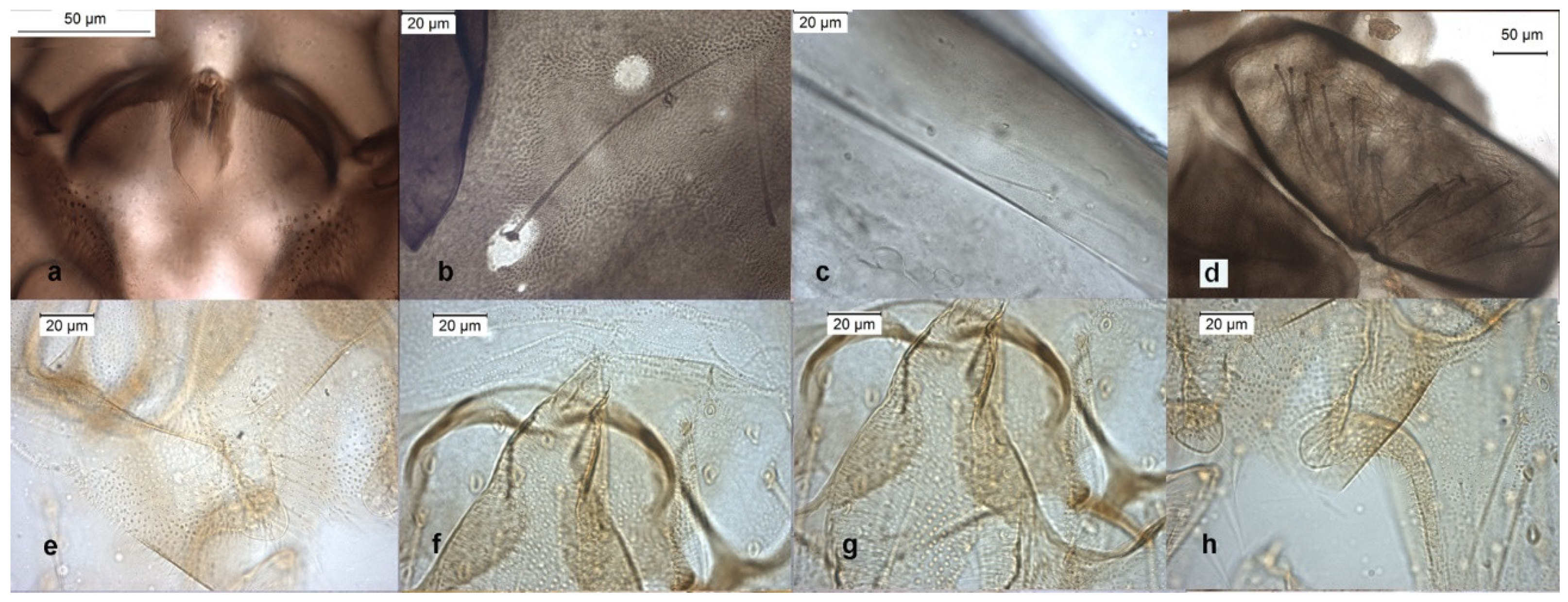 Insects 13 00051 g010 Insects 13 00051 g010