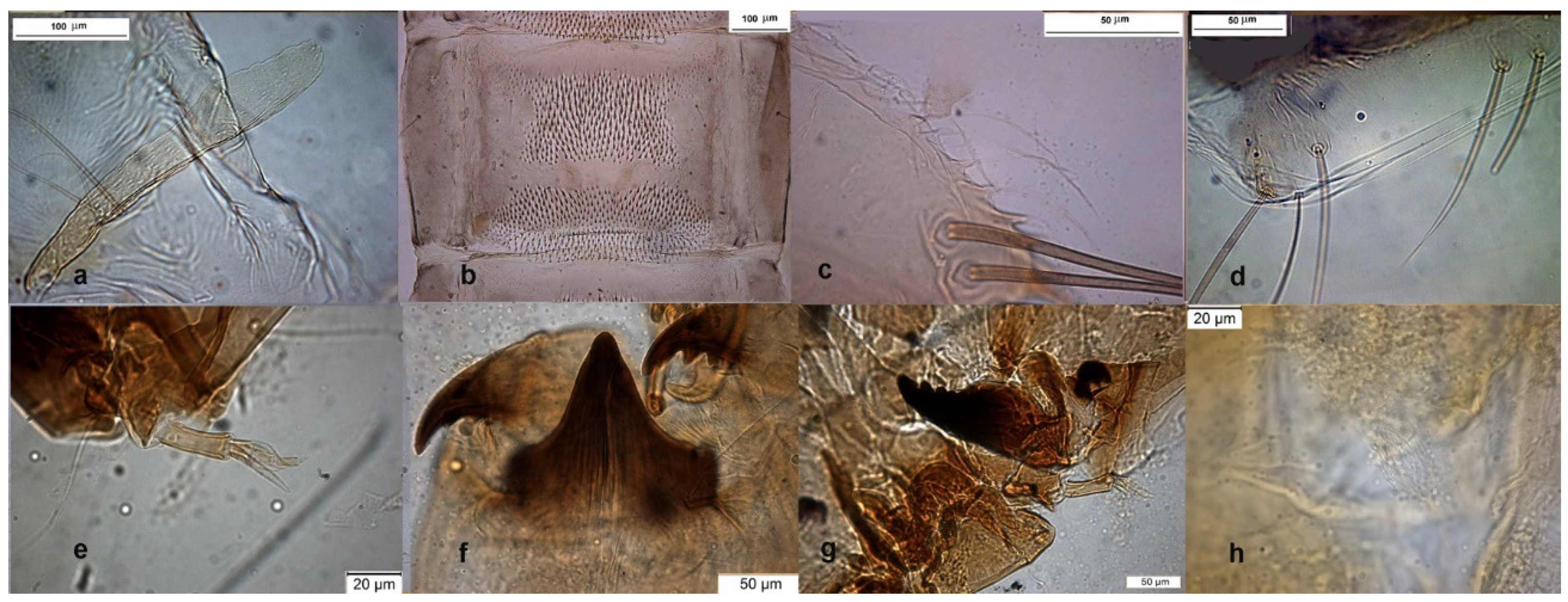 Insects 13 00051 g011 Insects 13 00051 g011