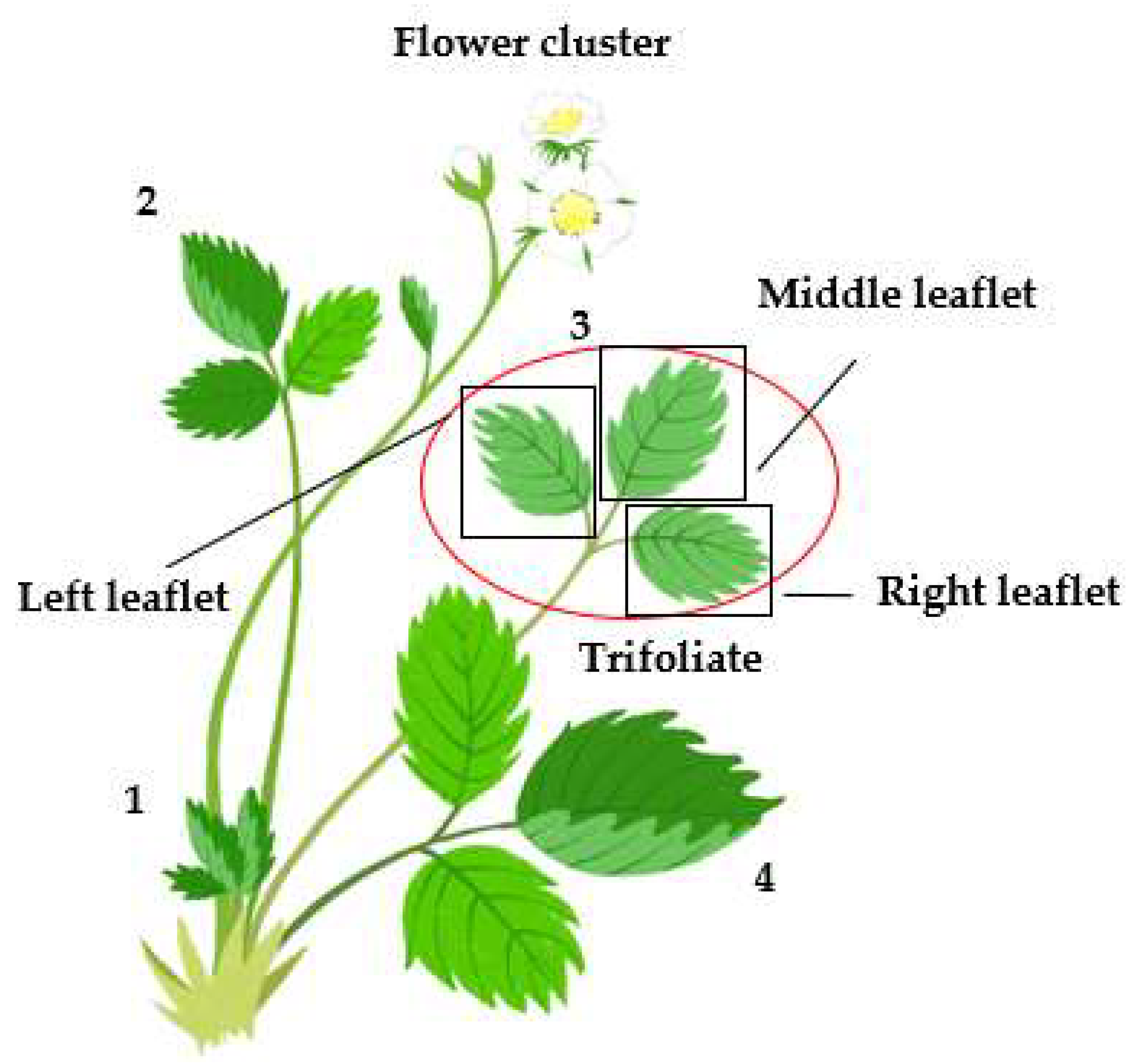 Insects 13 00055 g001