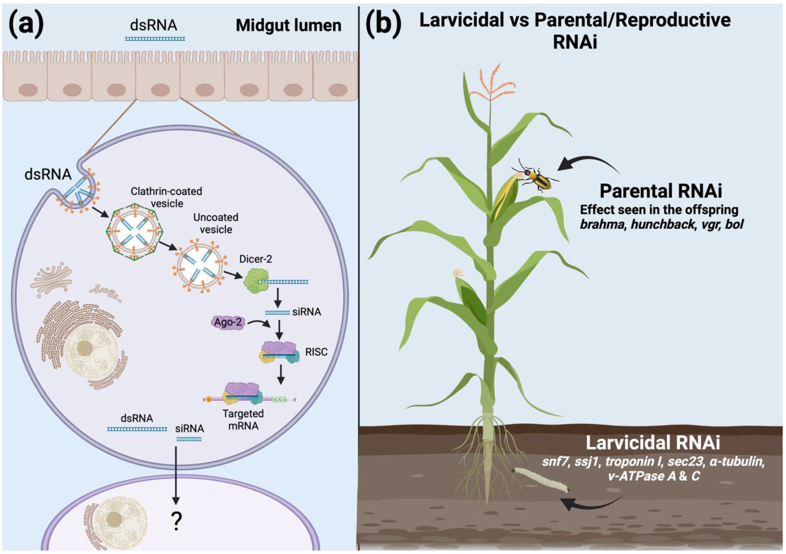 Insects 13 00057 g001