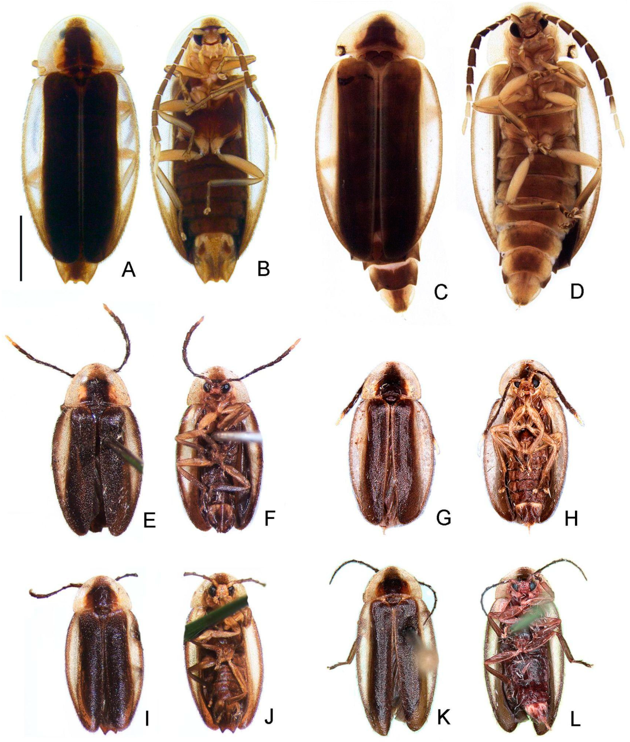 Insects 13 00058 g003