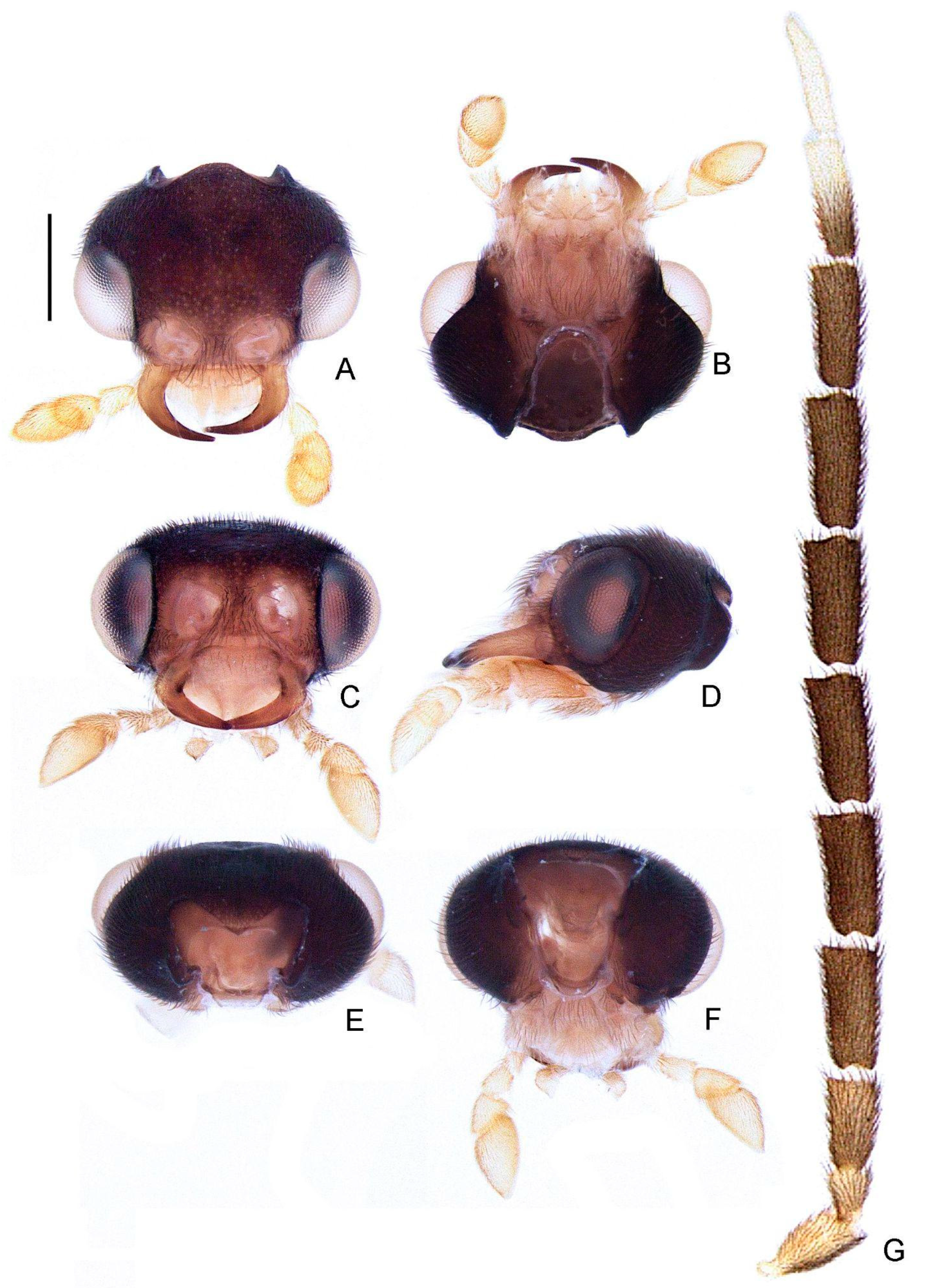 Insects 13 00058 g004