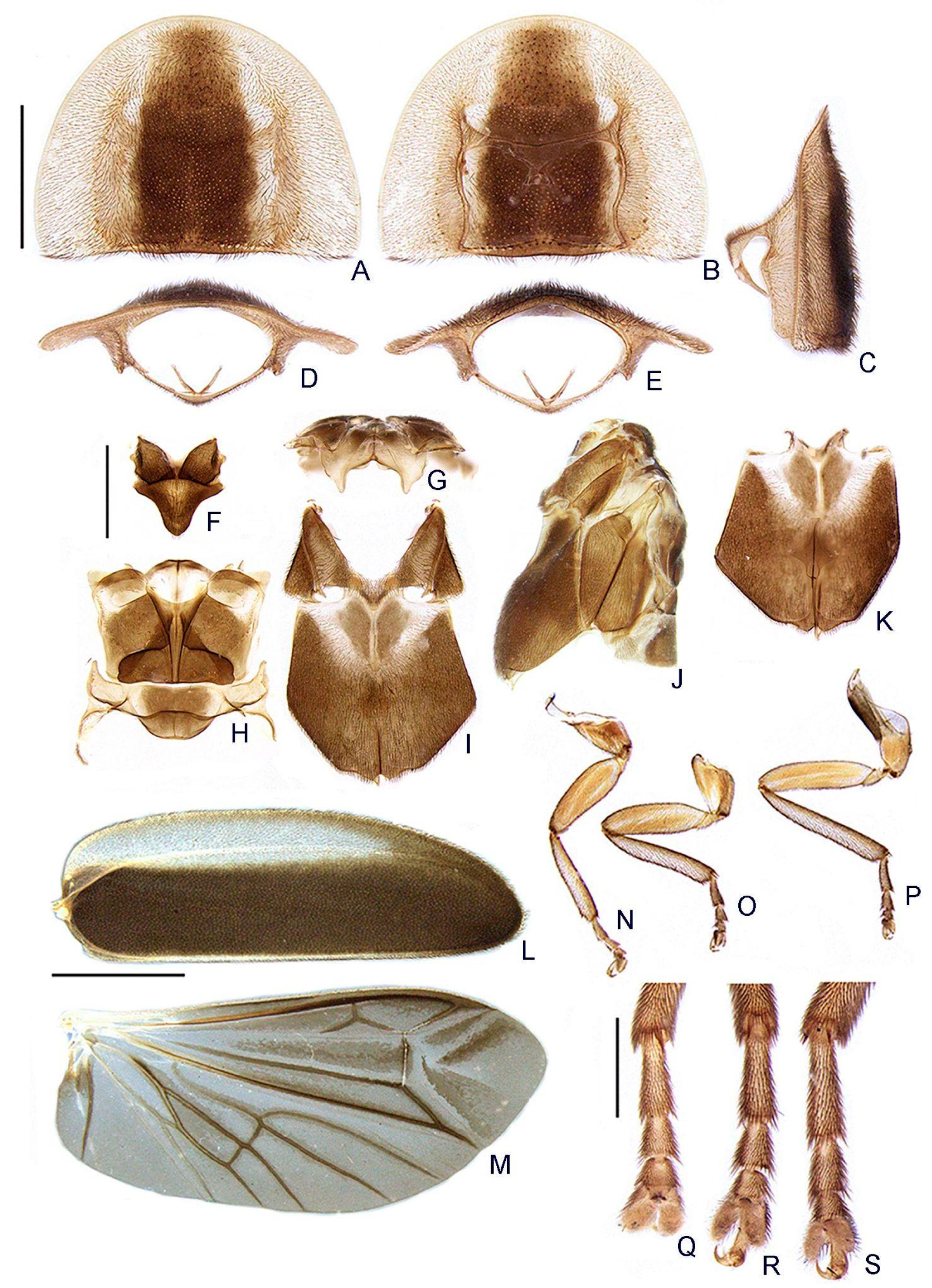 Insects 13 00058 g005