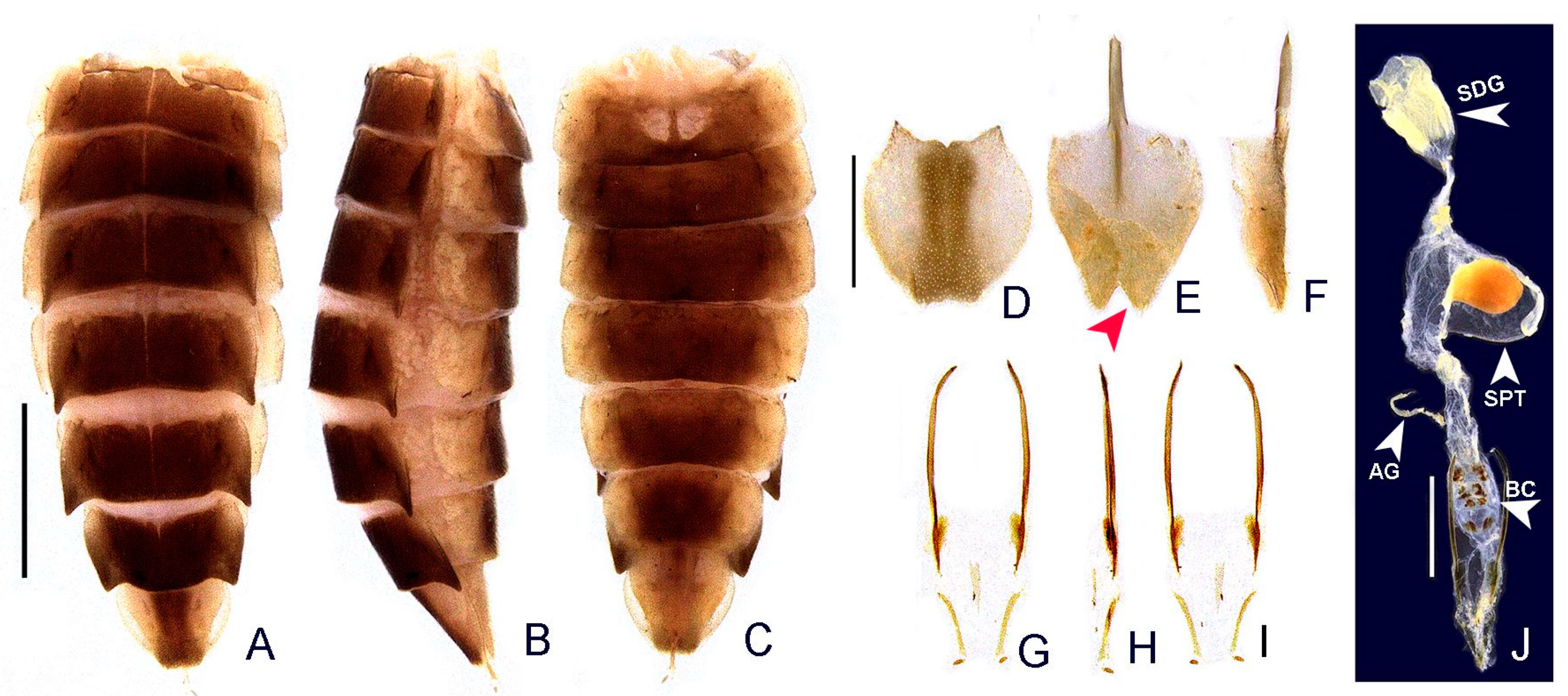 Insects 13 00058 g008