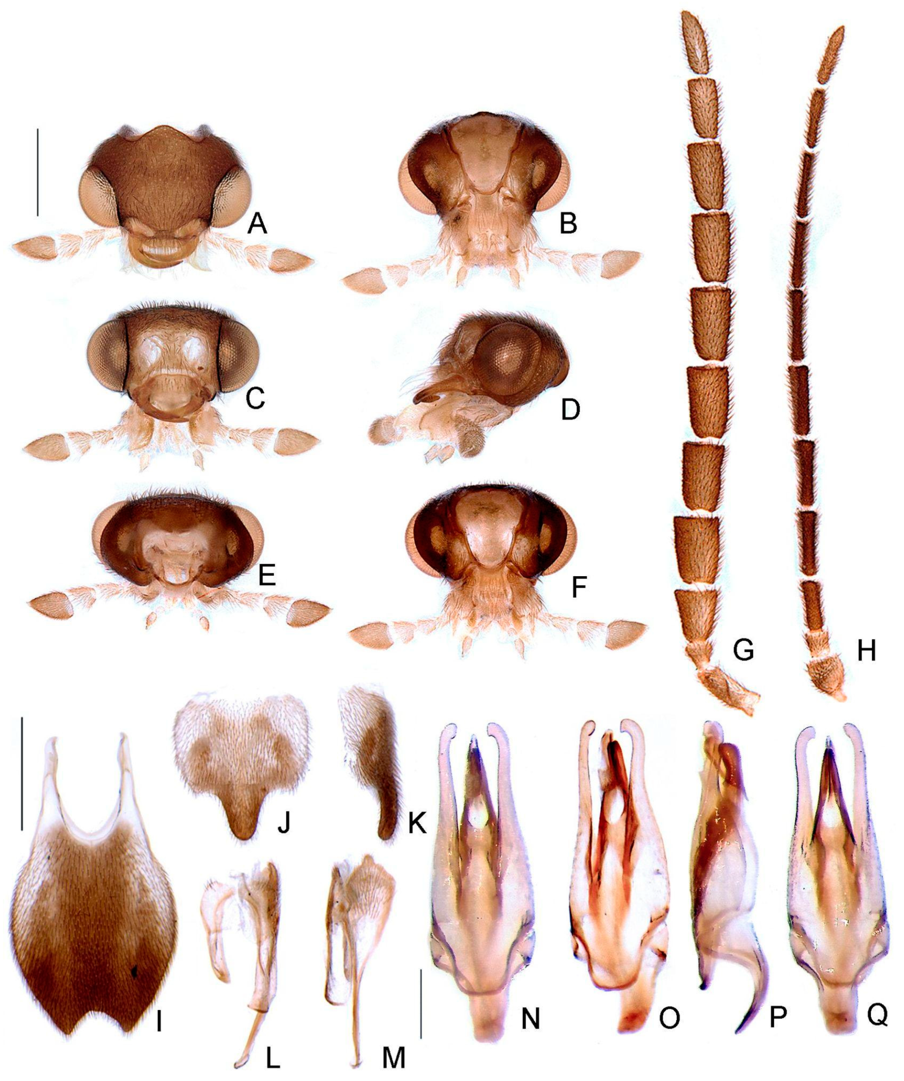 Insects 13 00058 g011