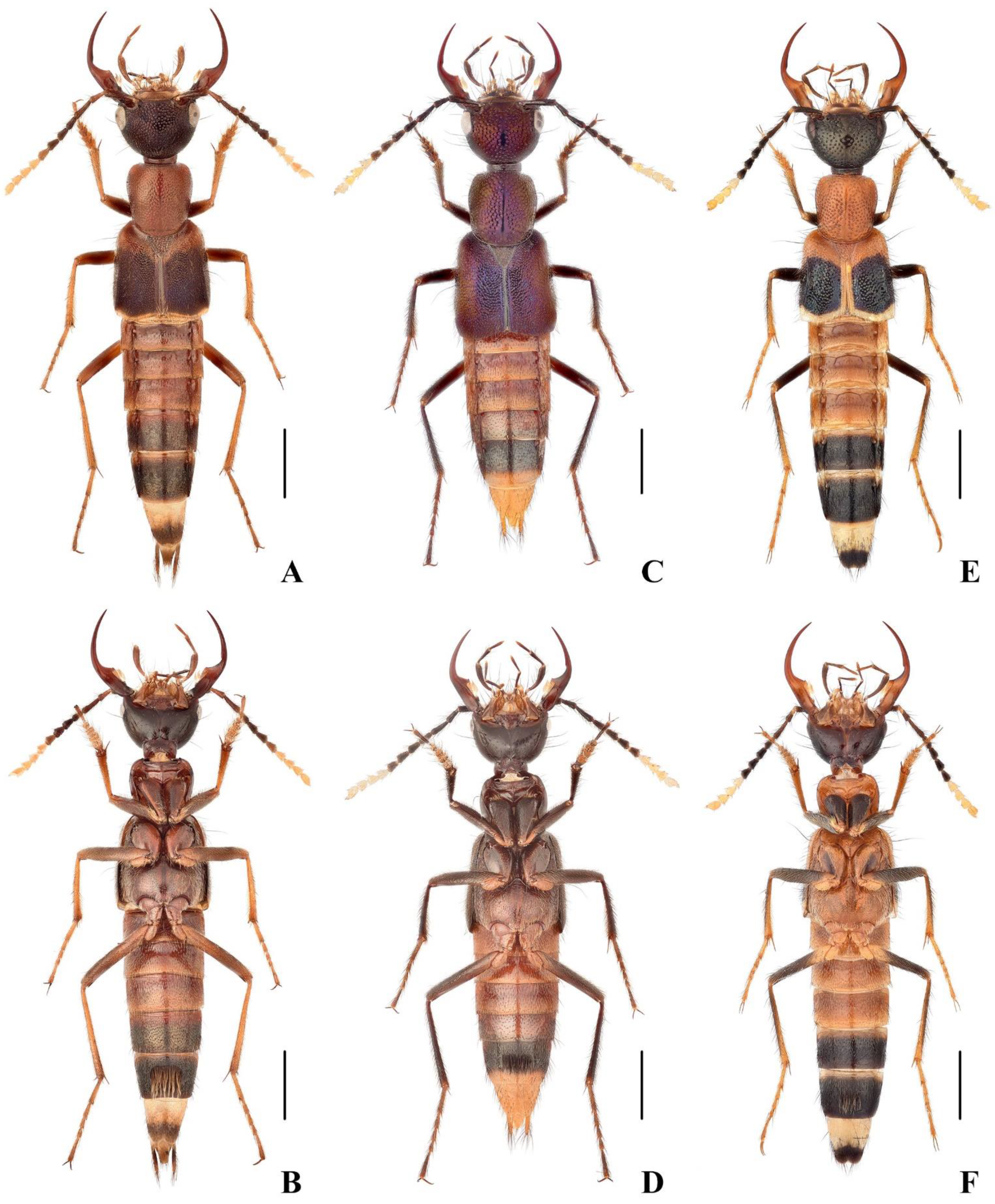 Insects 13 00060 g001 Insects 13 00060 g001