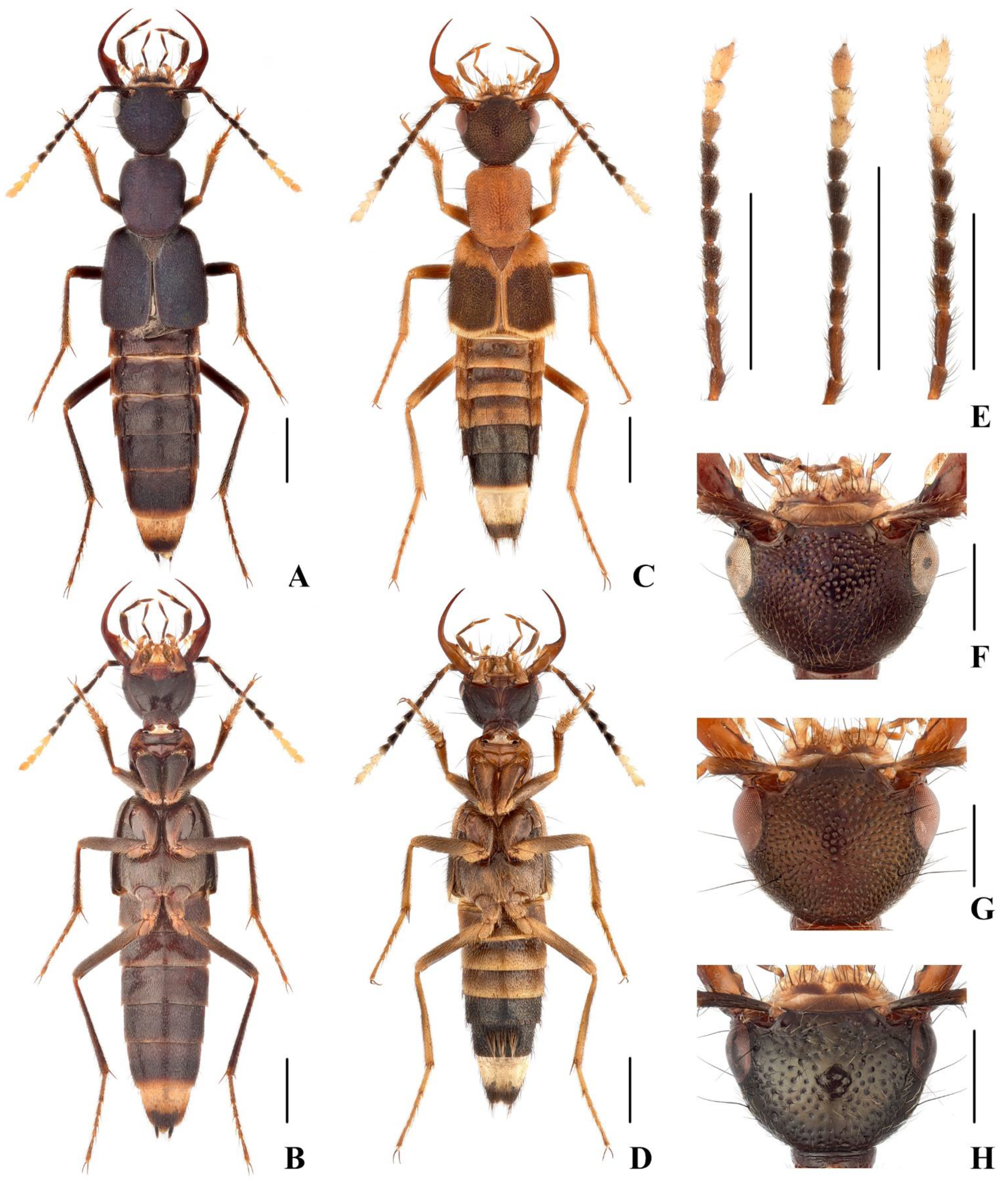 Insects 13 00060 g002 Insects 13 00060 g002