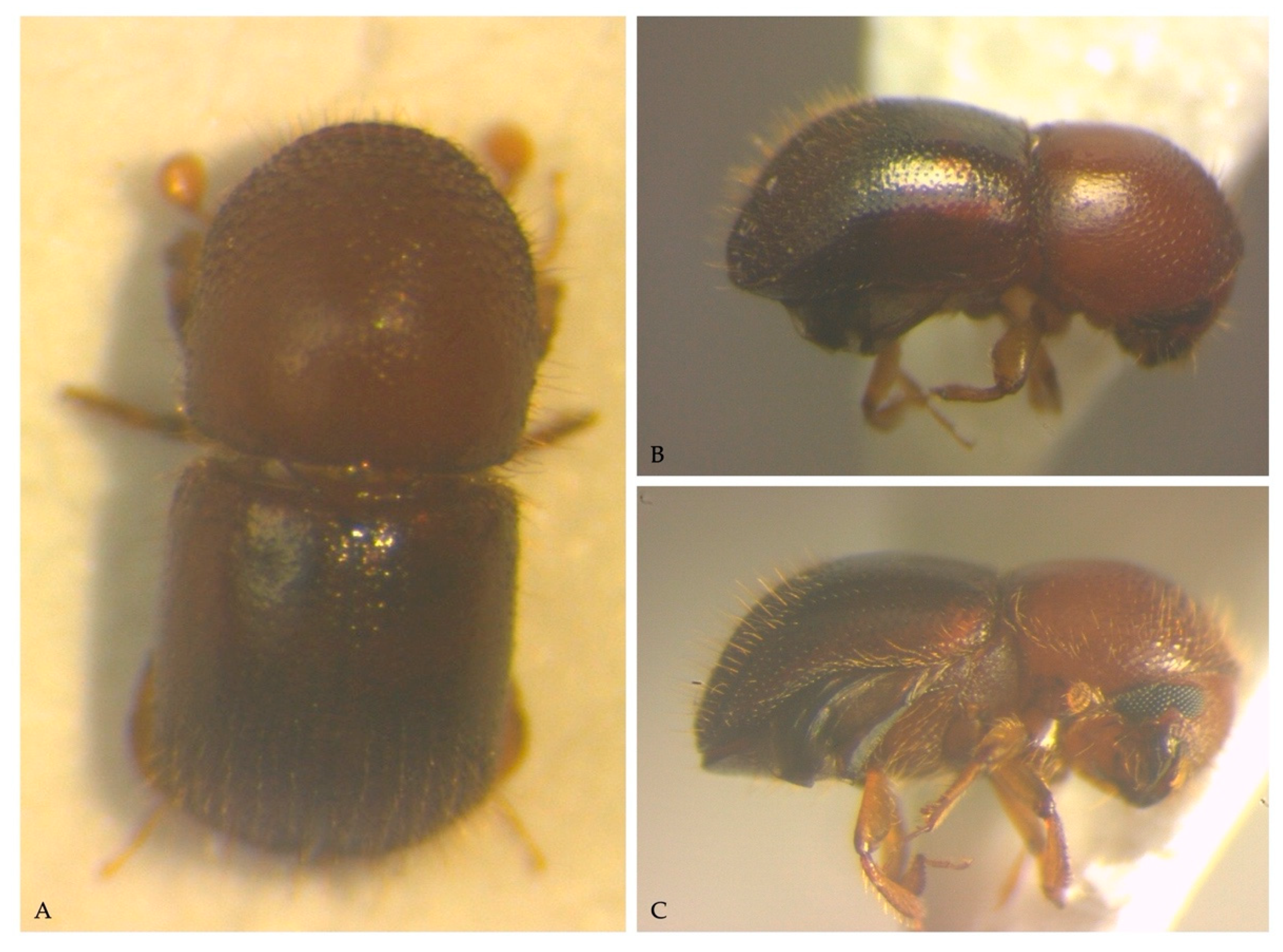 Insects 13 00067 g001