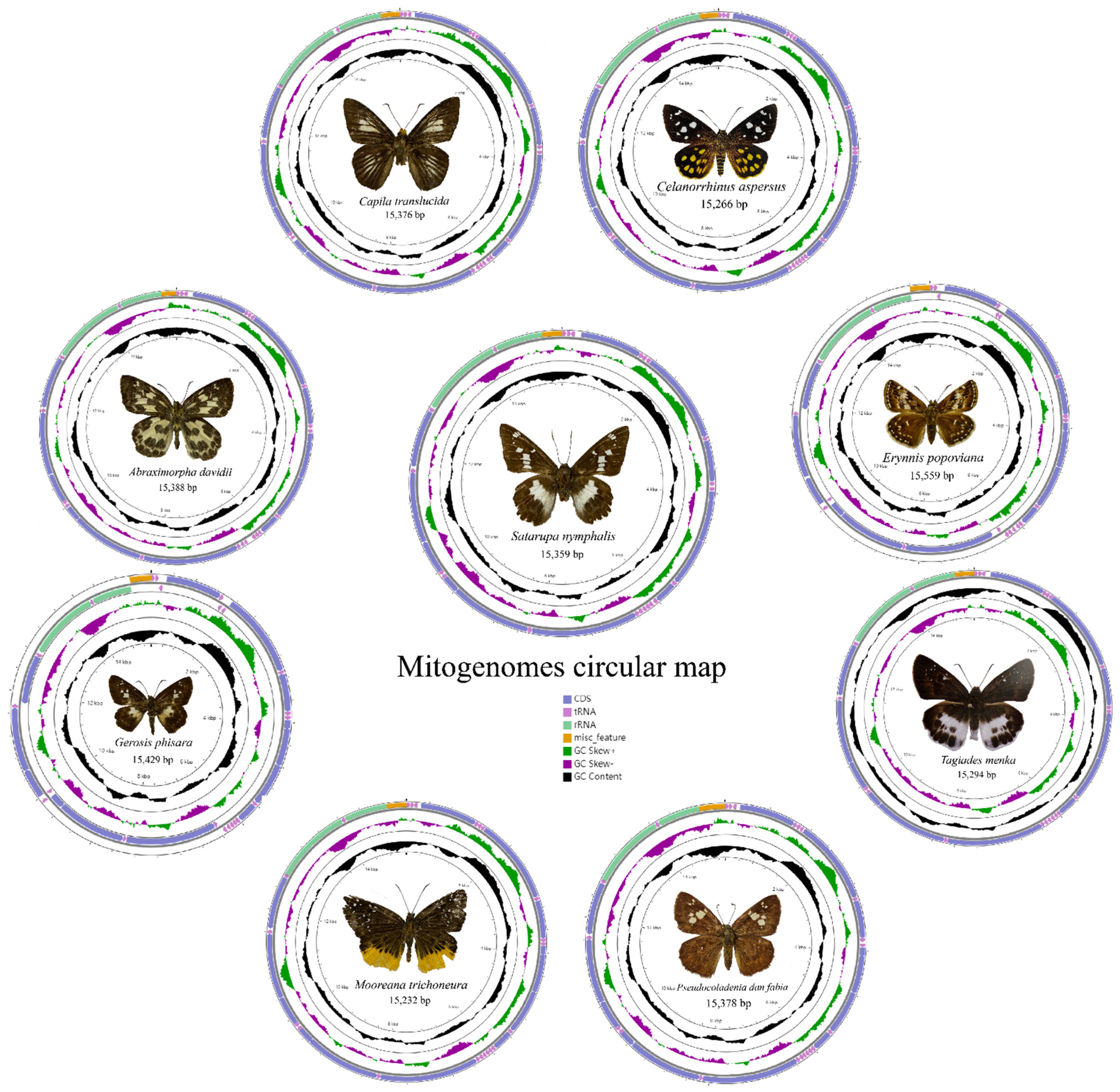 Insects 13 00068 g001