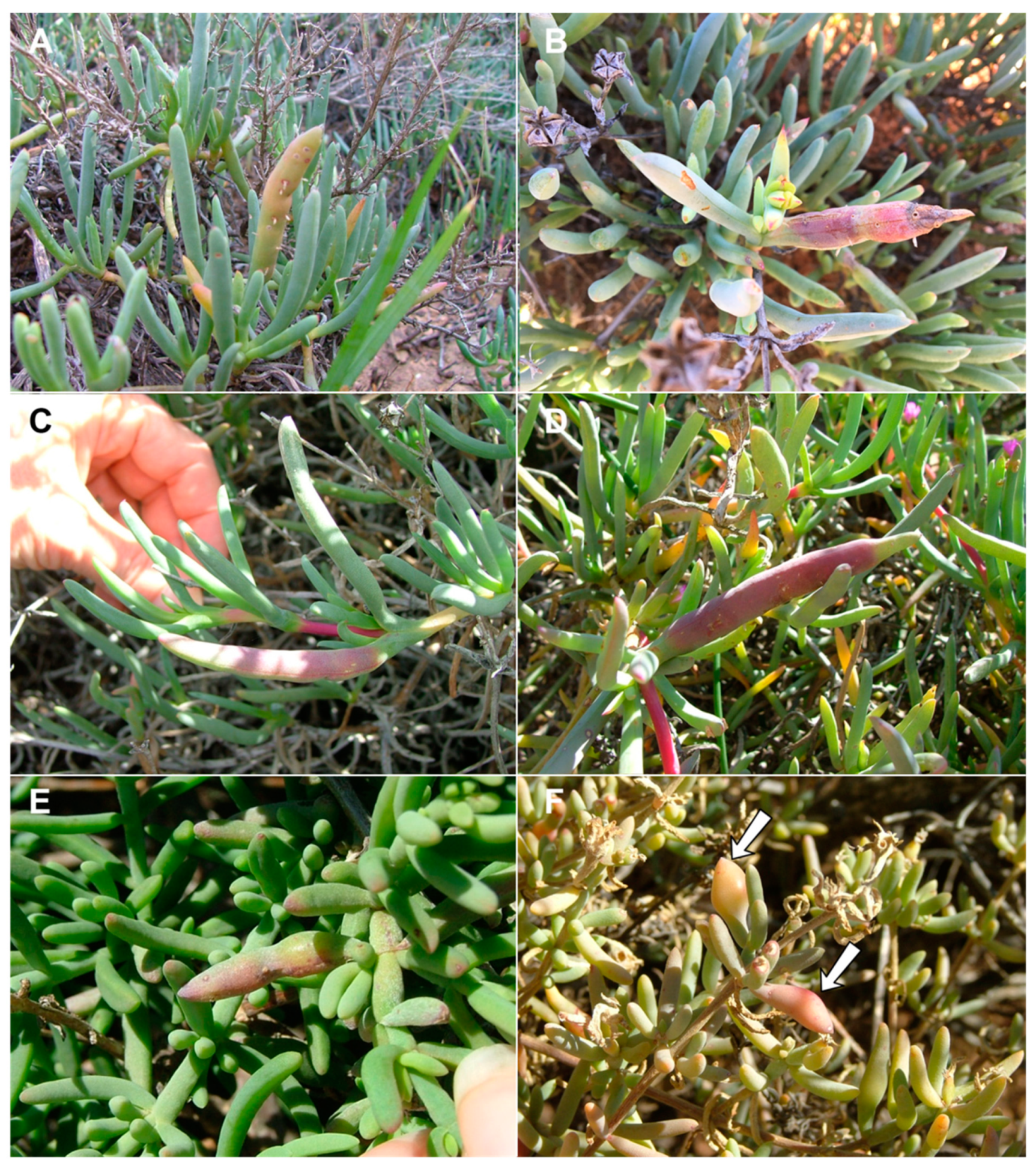 Insects 13 00075 g006