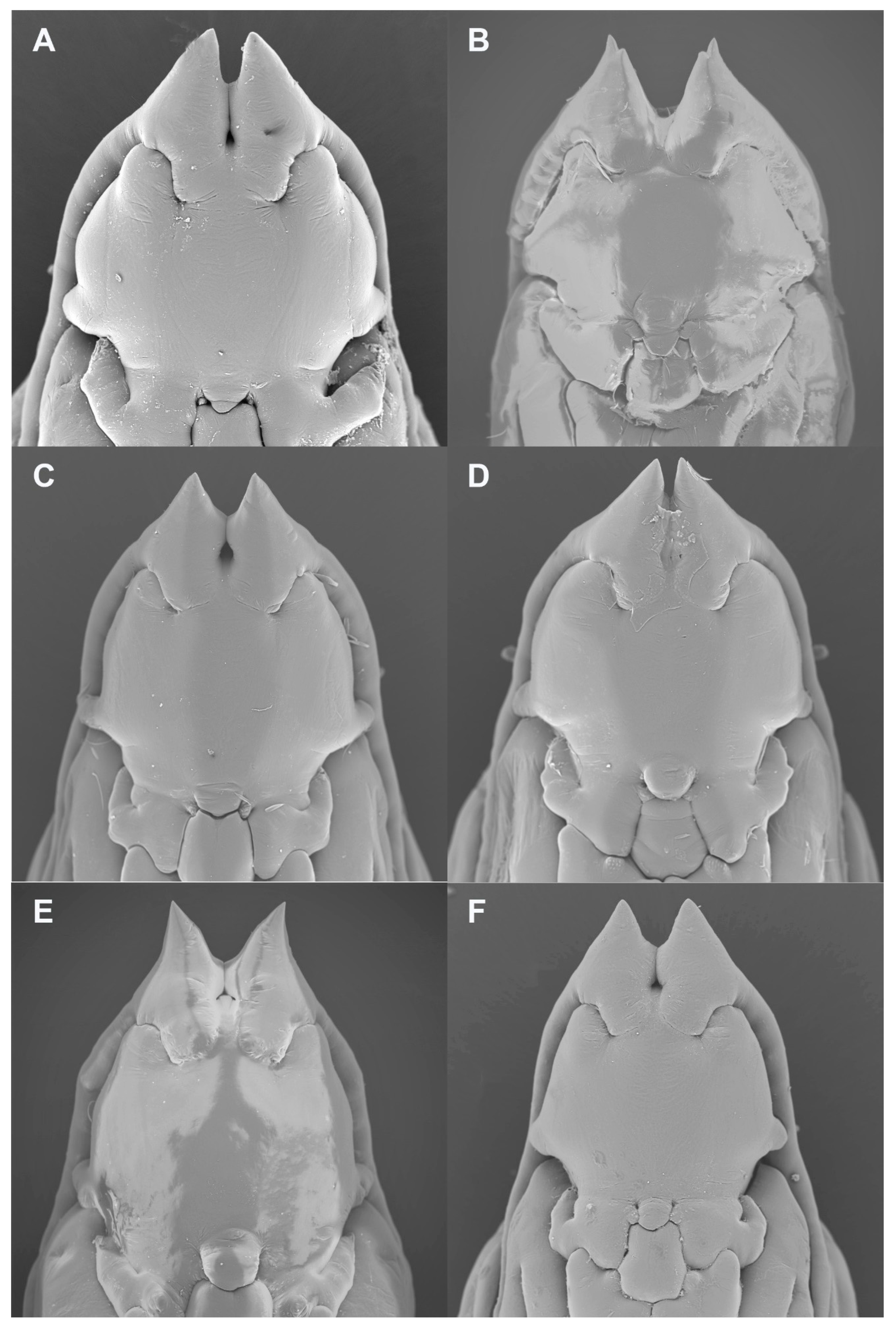 Insects 13 00075 g007