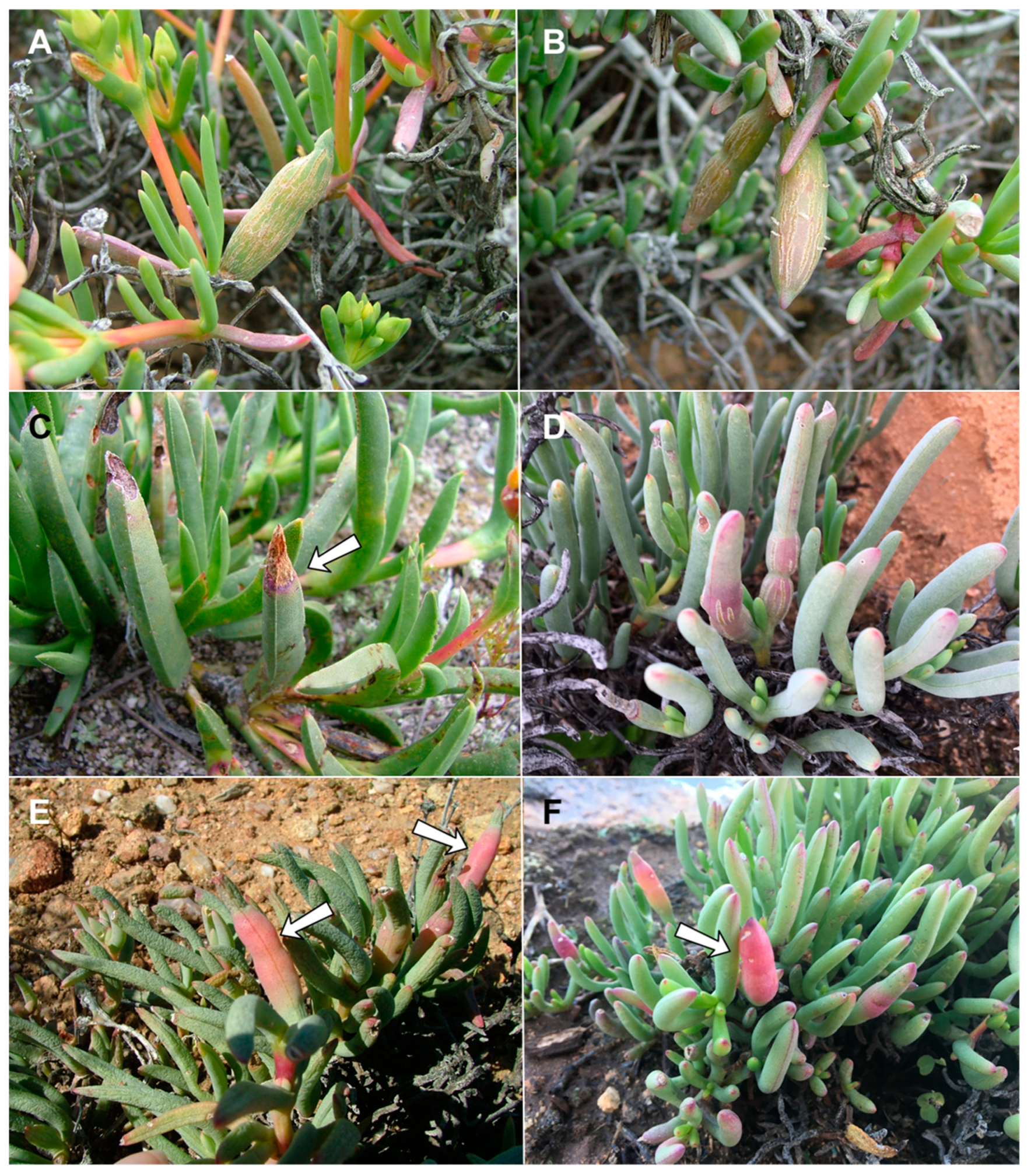 Insects 13 00075 g010