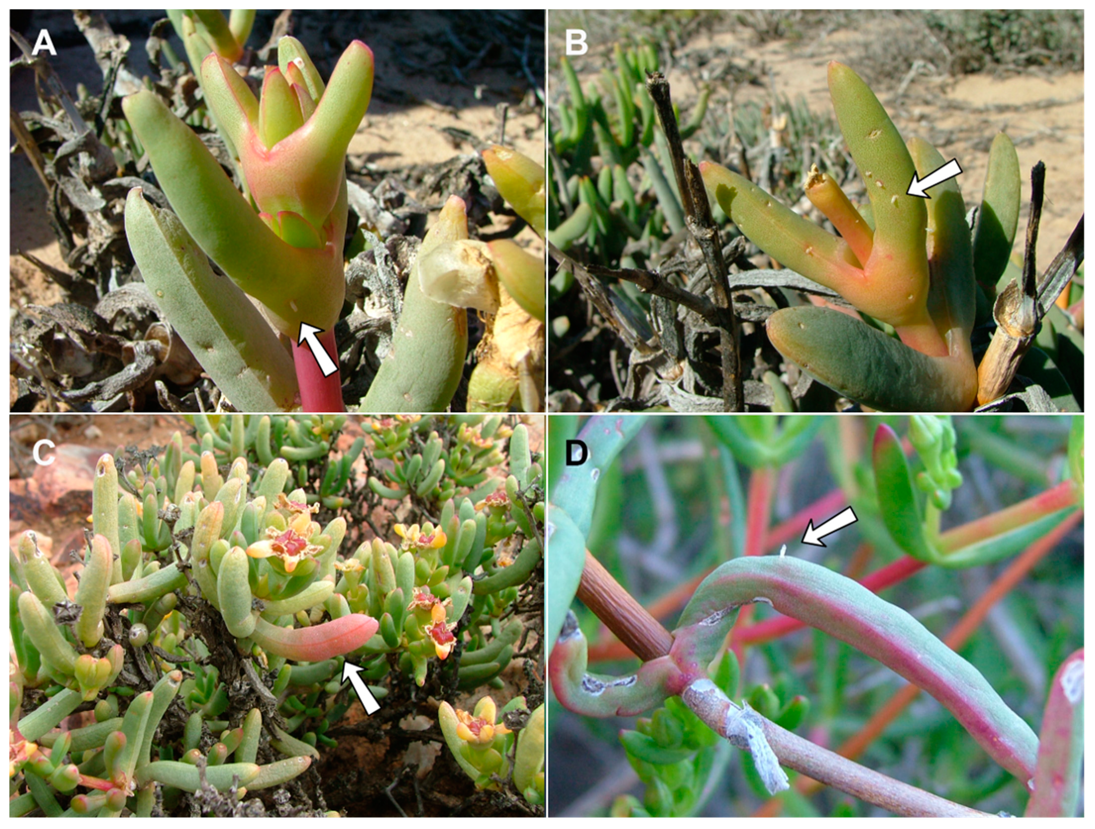 Insects 13 00075 g013