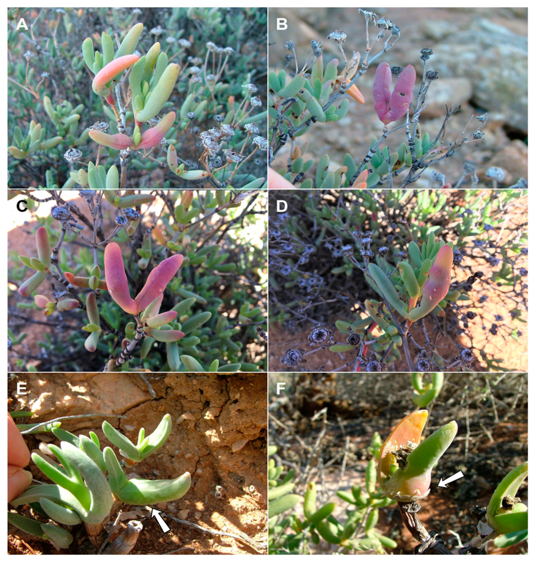 Insects 13 00075 g015