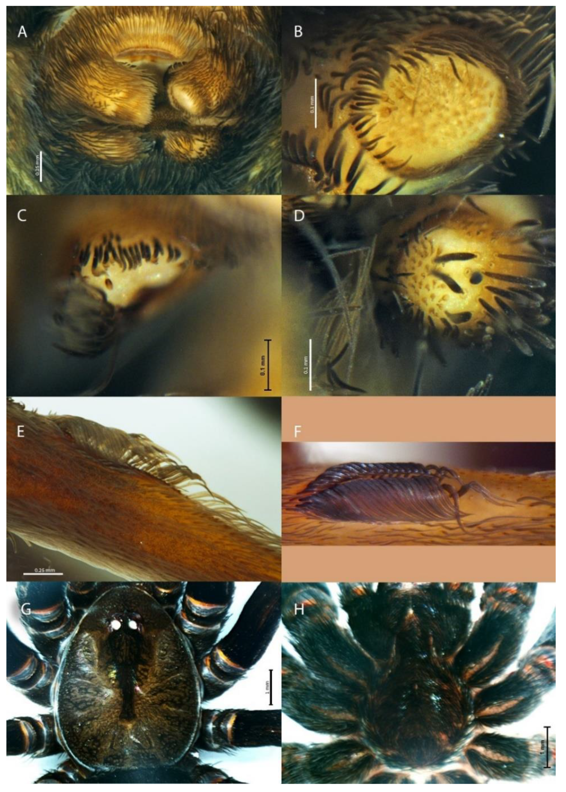 Insects 13 00101 g012 Insects 13 00101 g012