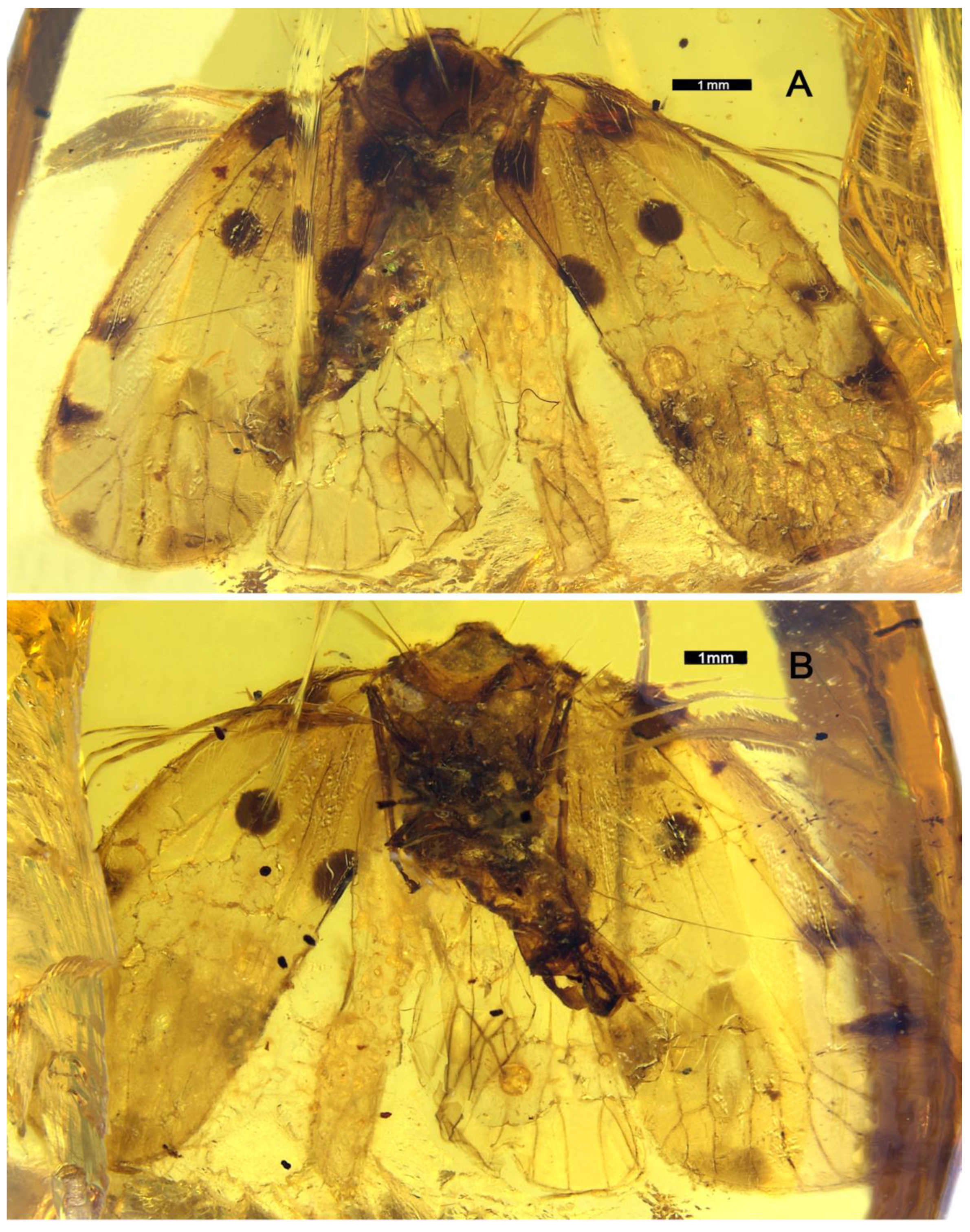 Insects 13 00102 g001