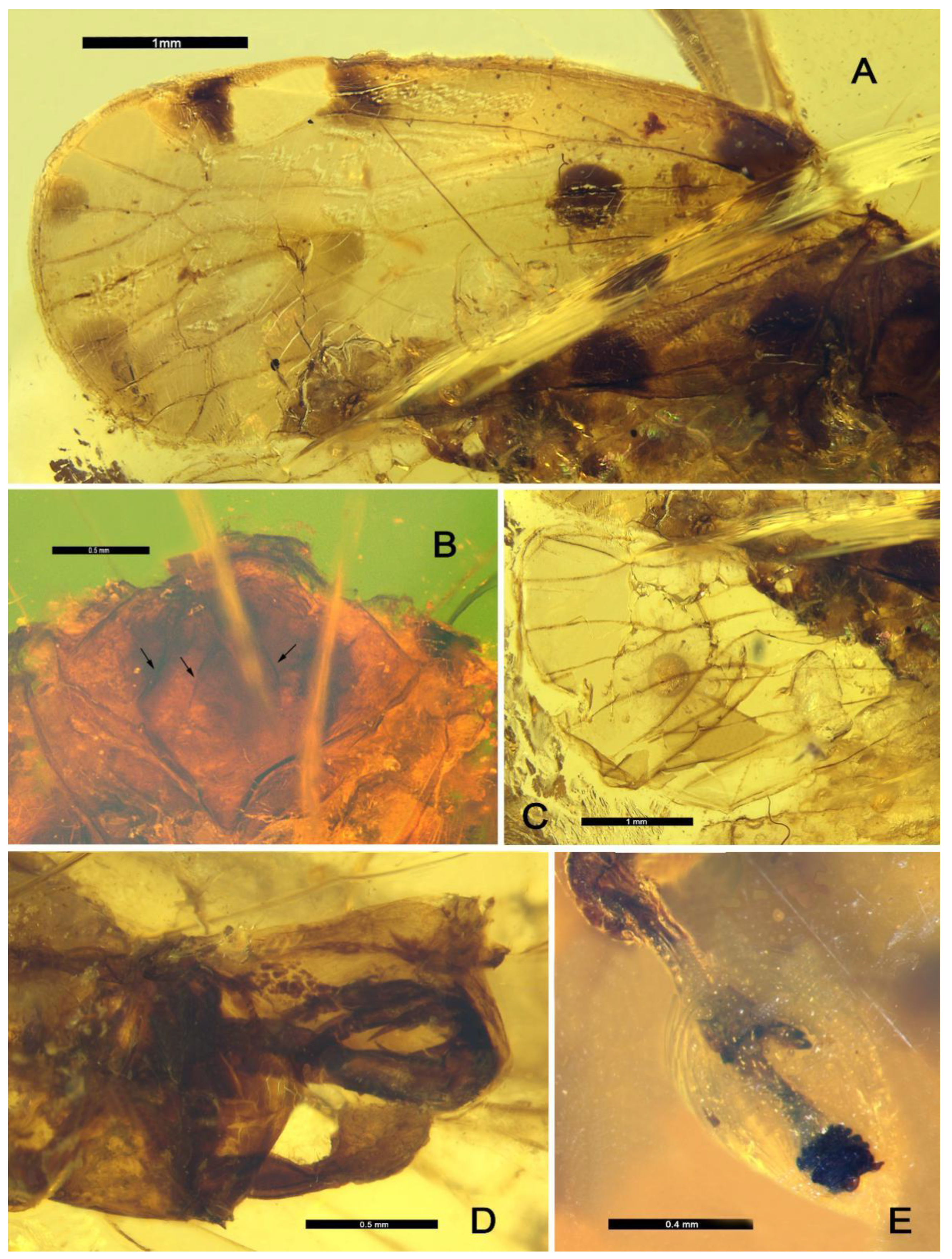 Insects 13 00102 g002