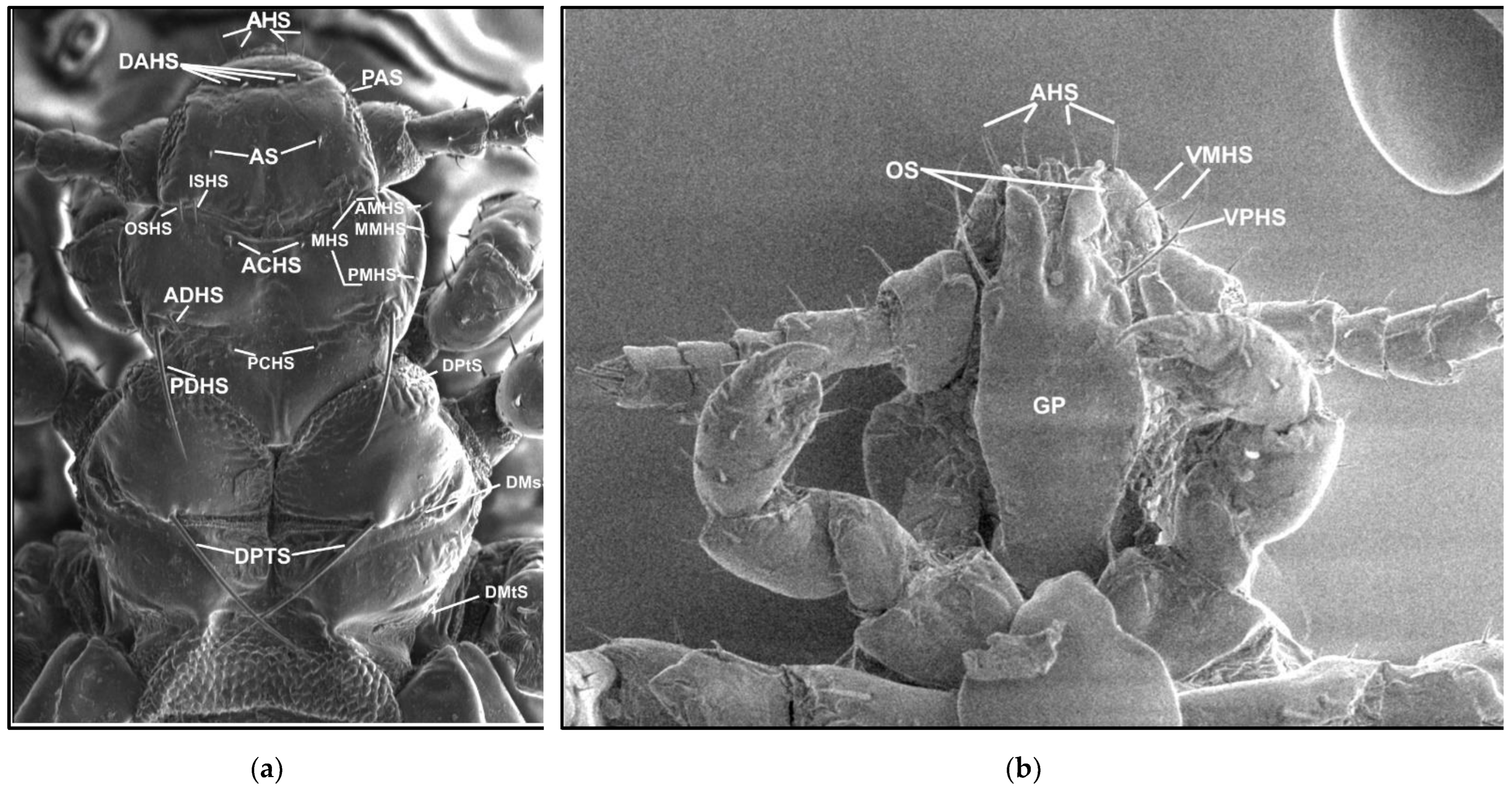 Insects 13 00107 g001