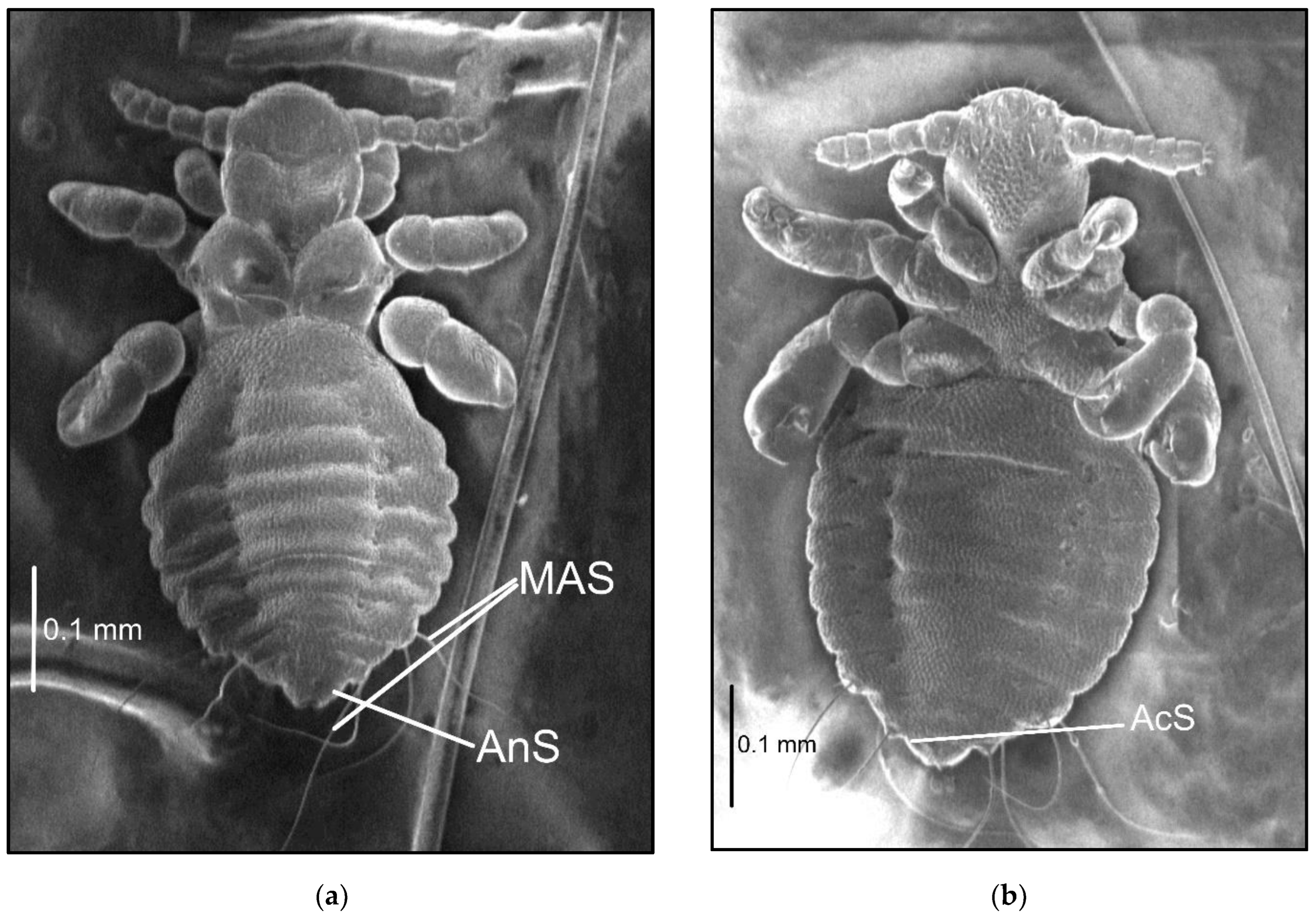 Insects 13 00107 g002