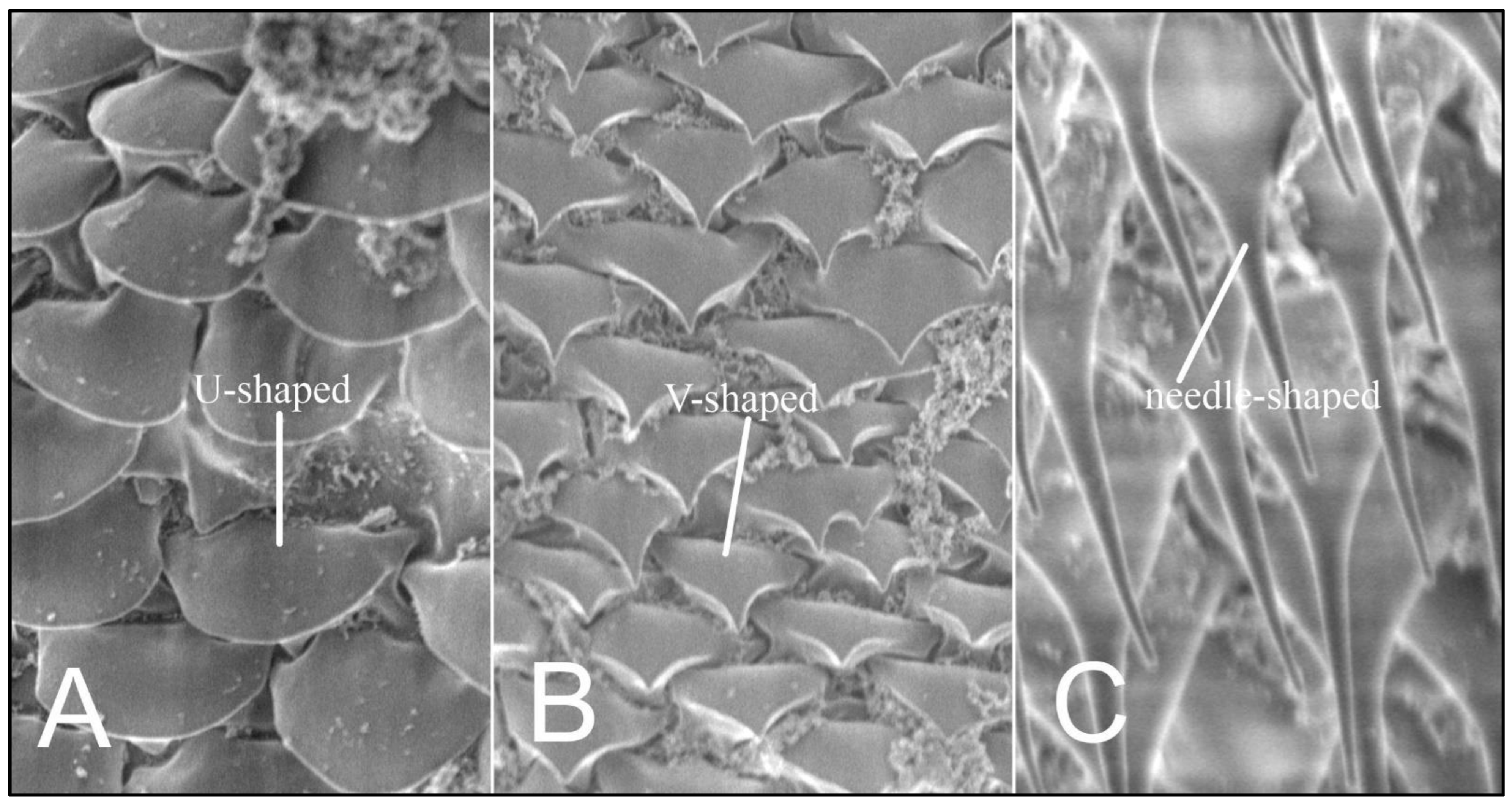 Insects 13 00107 g003