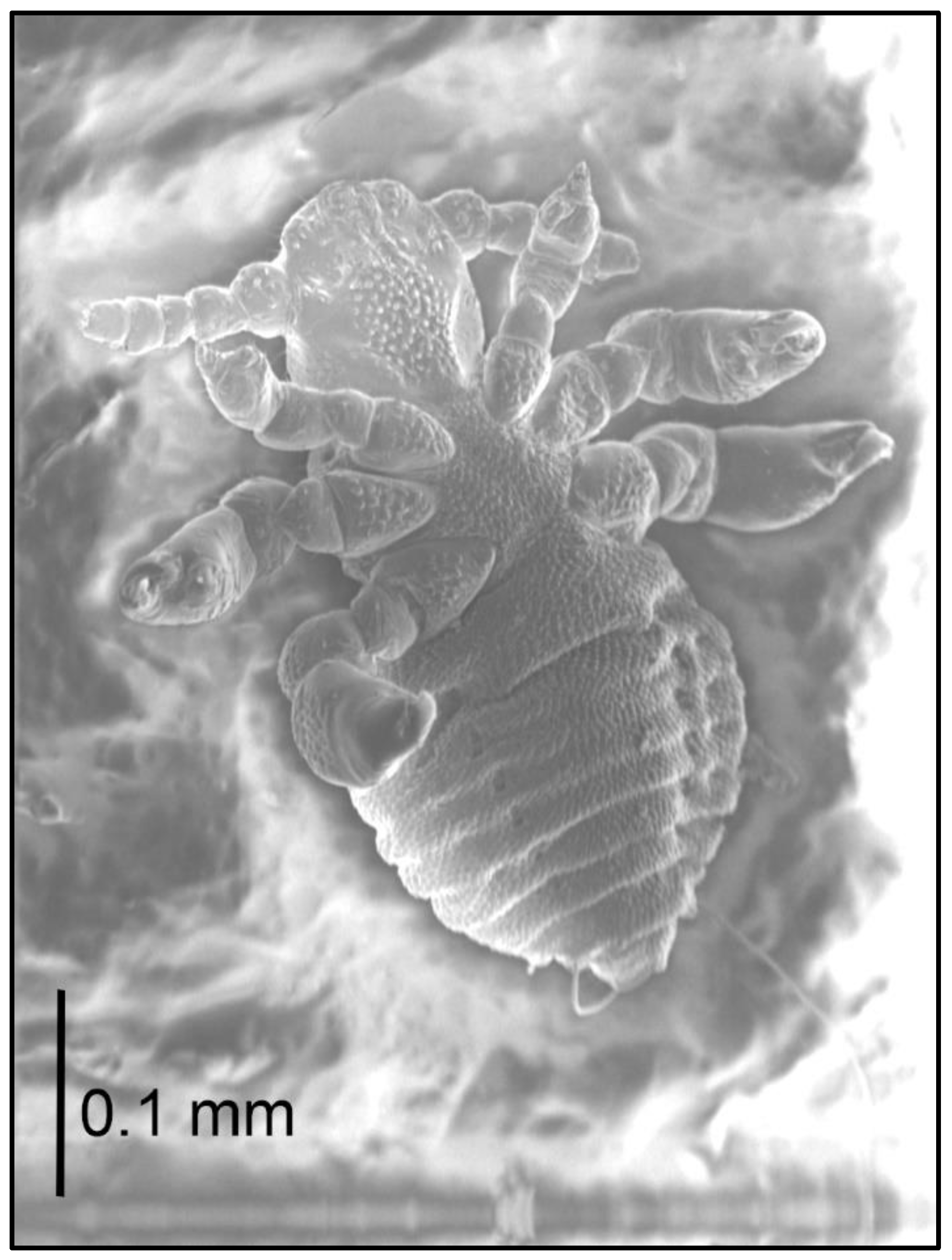 Insects 13 00107 g004