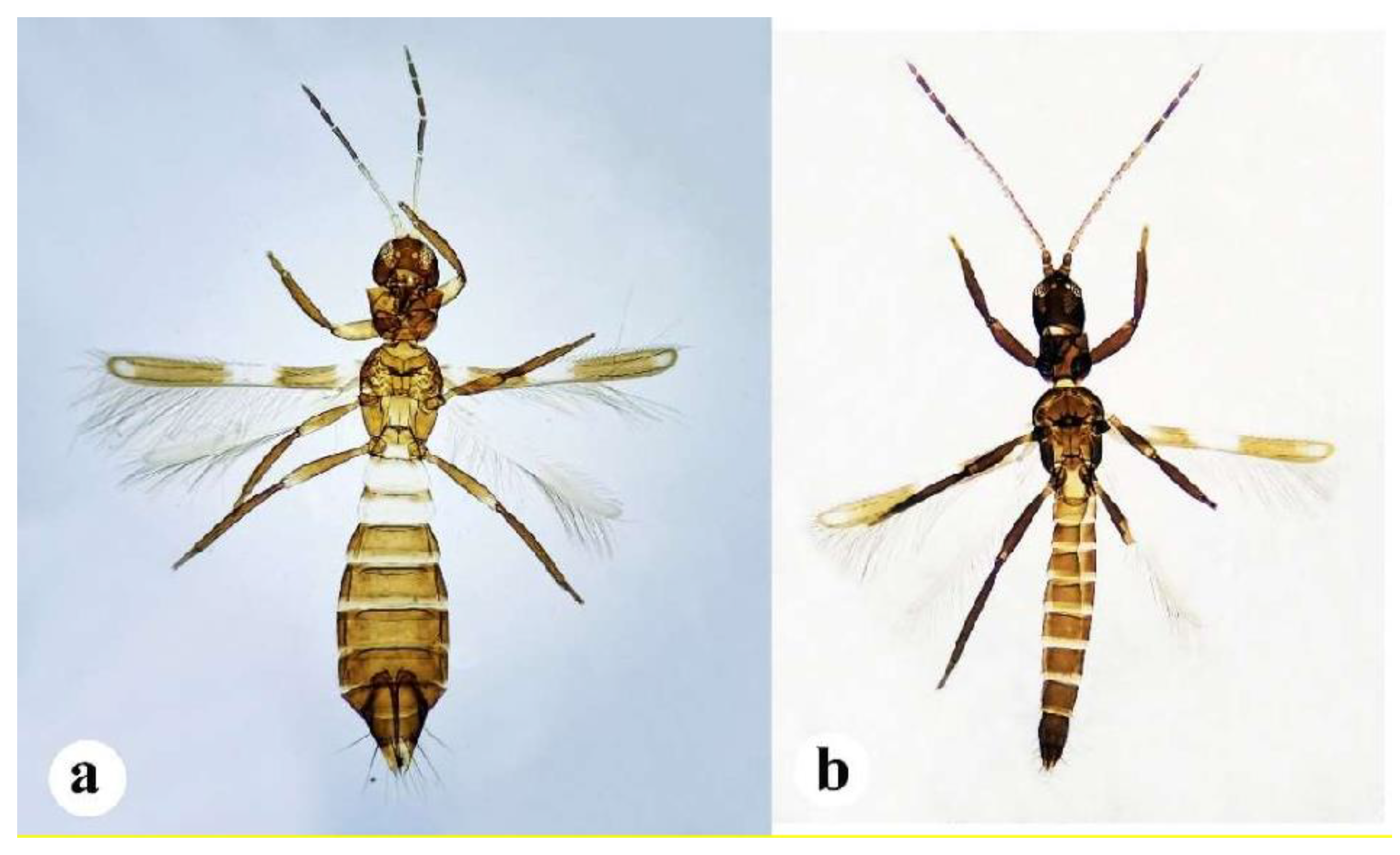 Insects 13 00108 g003