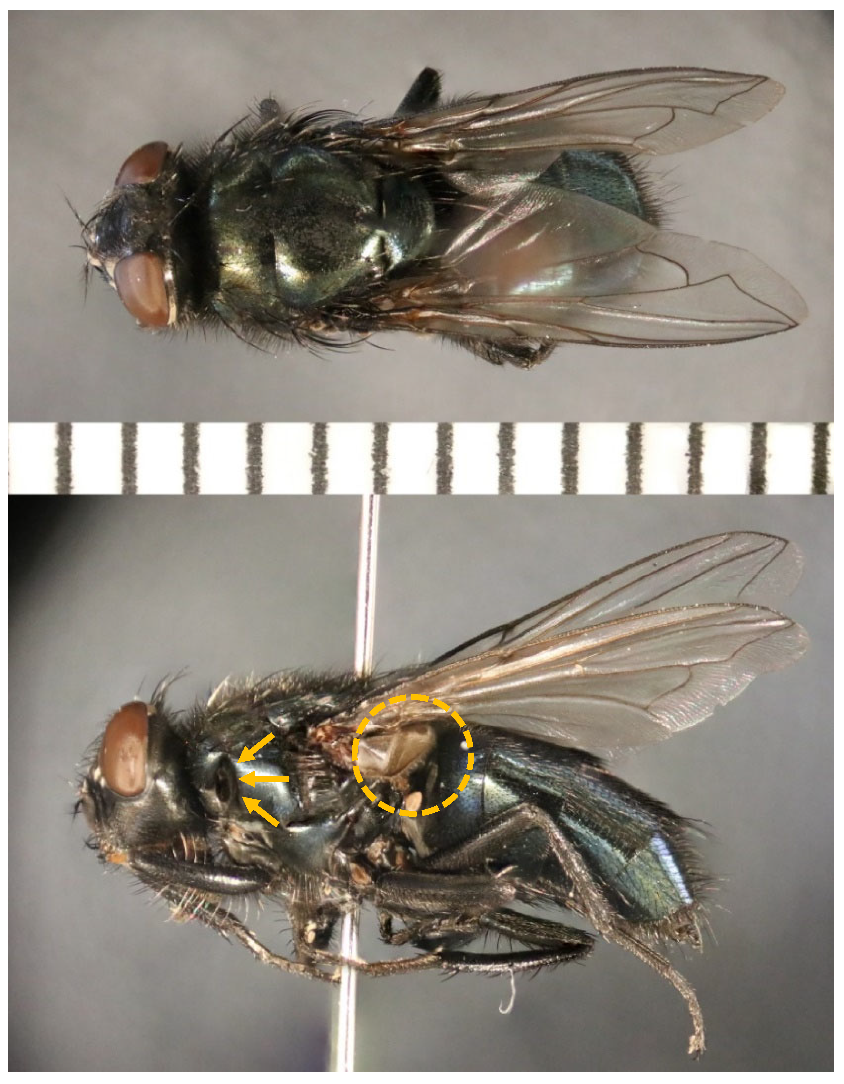 Insects 13 00109 g003