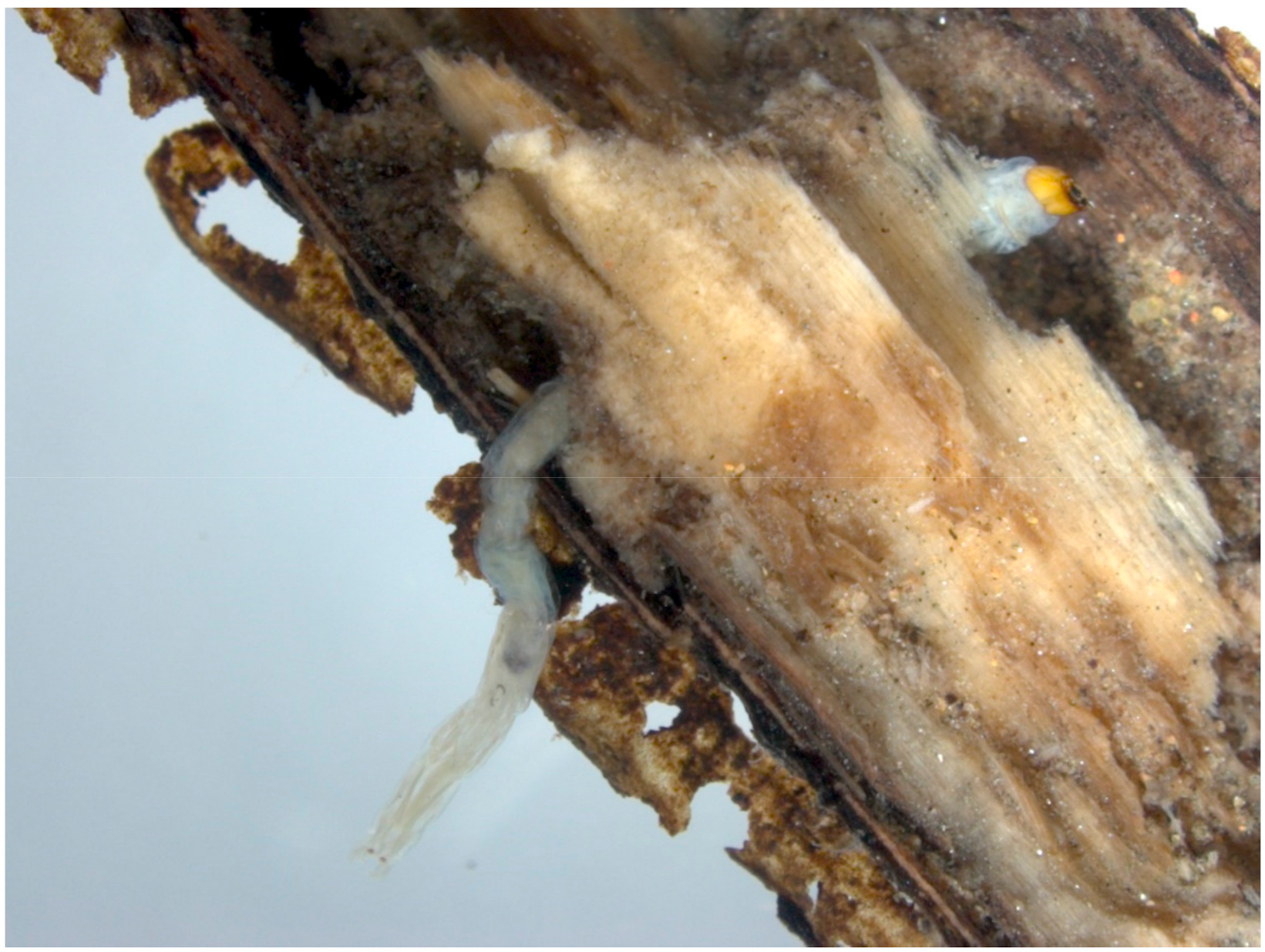 Insects 13 00115 g001