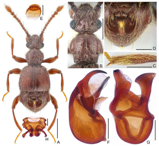 Insects 13 00119 g001 550