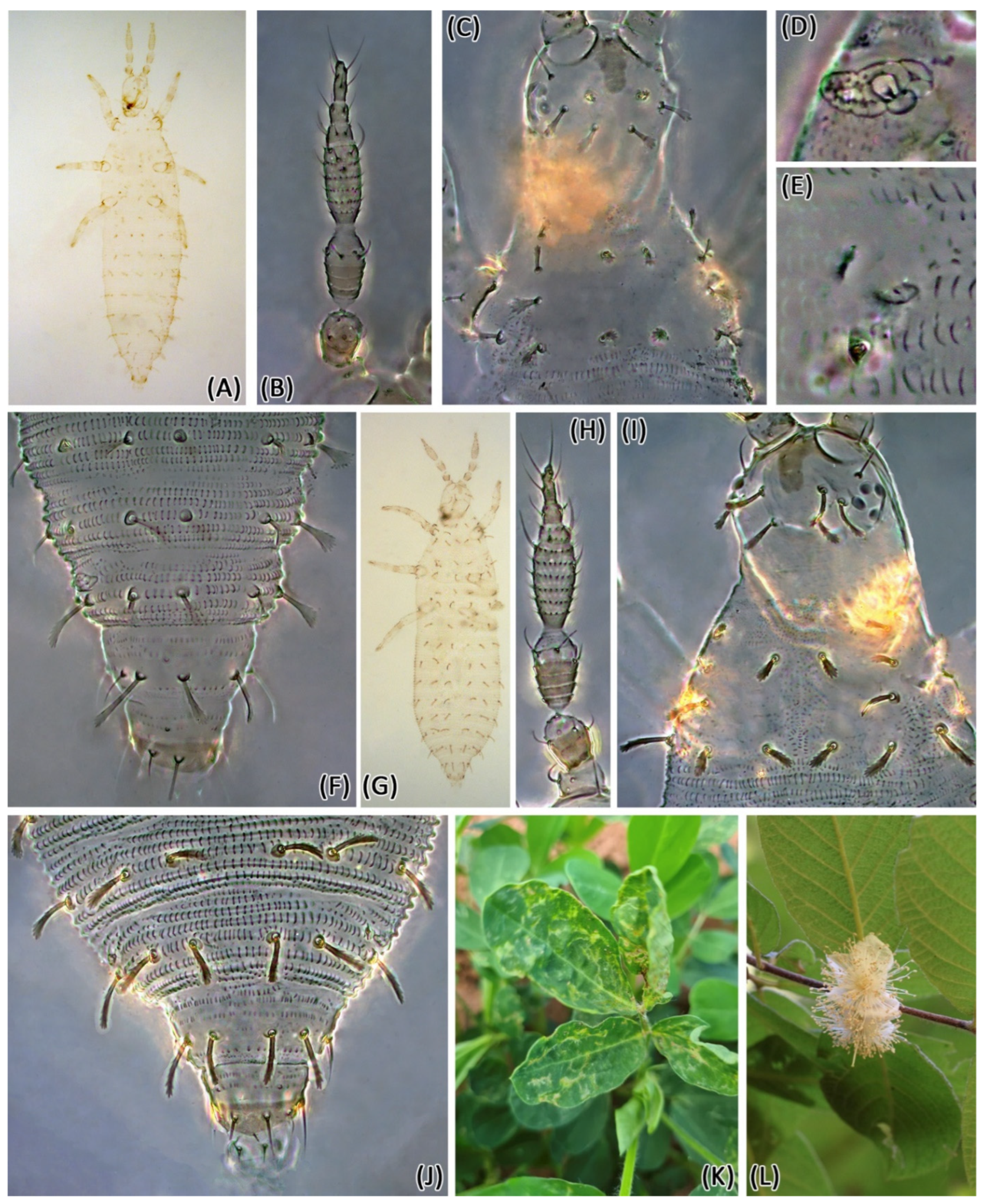 Insects 13 00120 g003