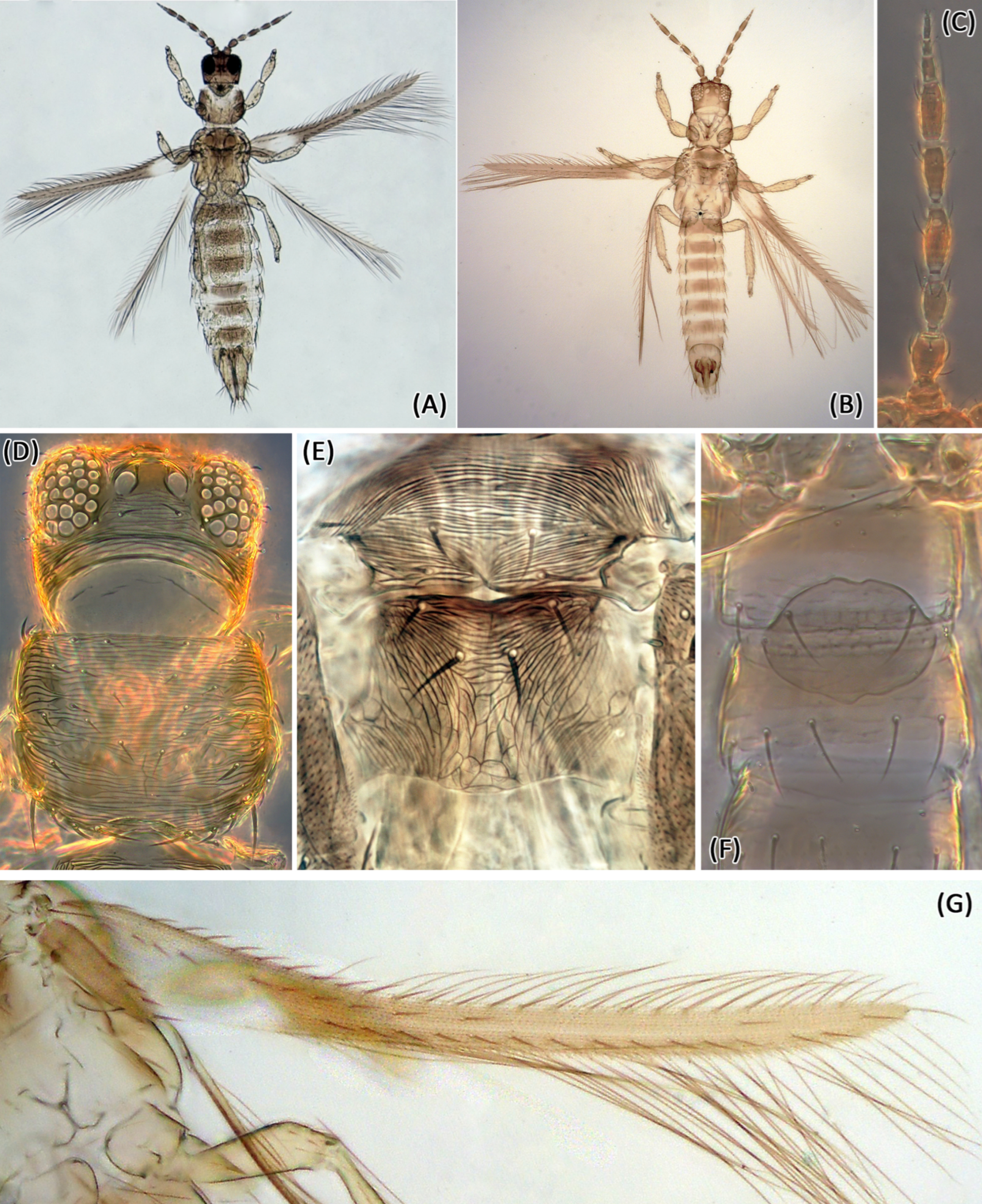 Insects 13 00120 g004