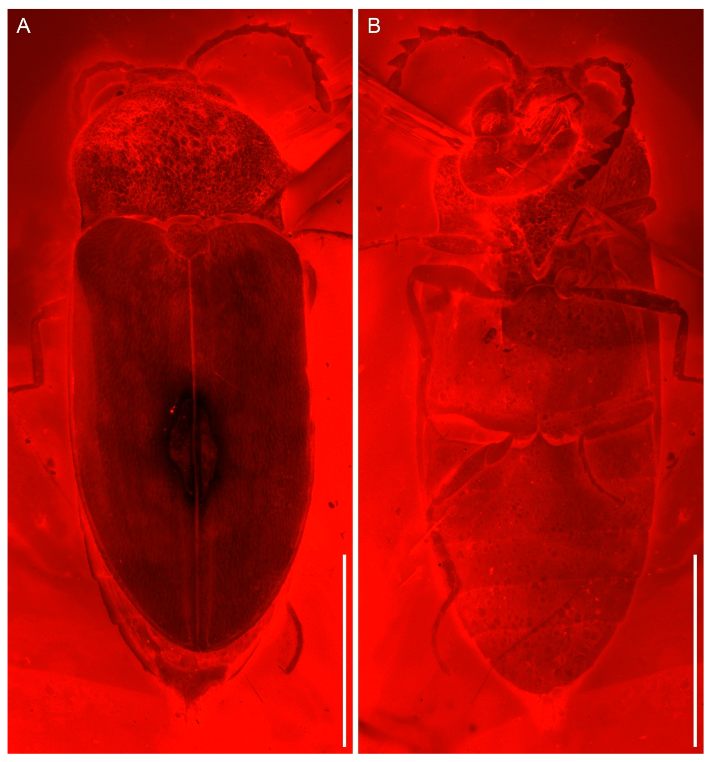 Insects 13 00122 g002