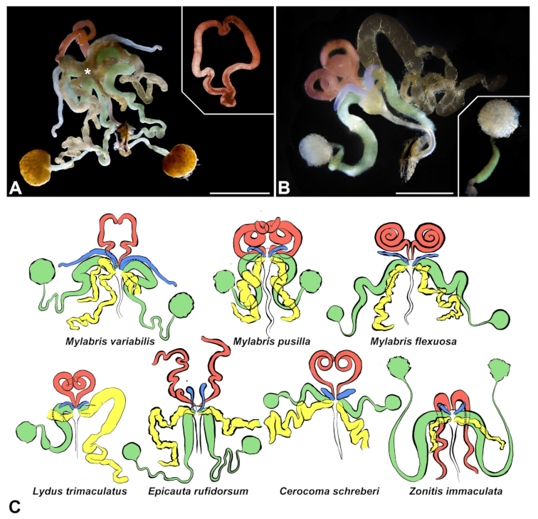 Insects 13 00132 g002